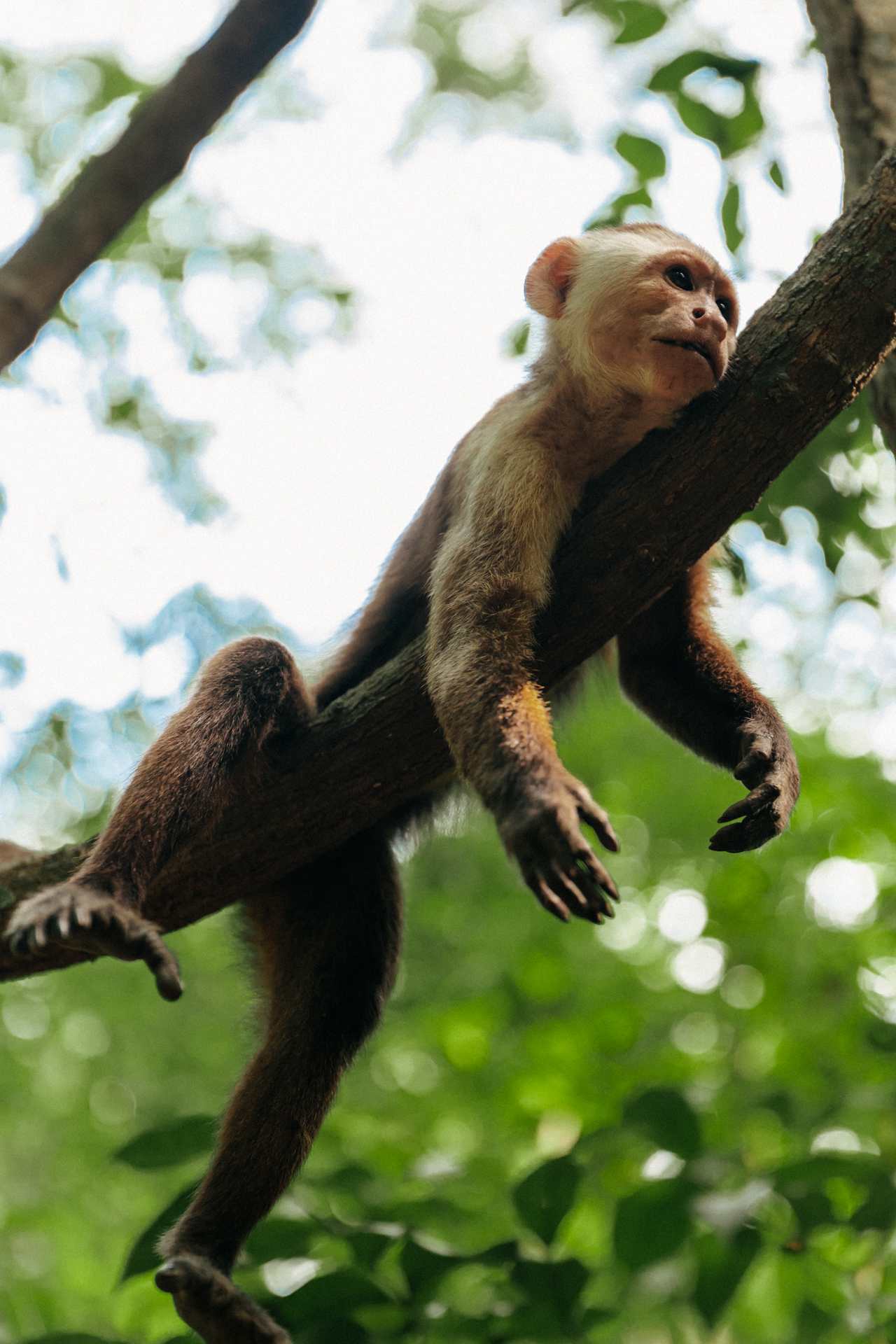 White-faced capuchin monkey resting on a tree branch in the Colombian jungle at Tayrona National Park.