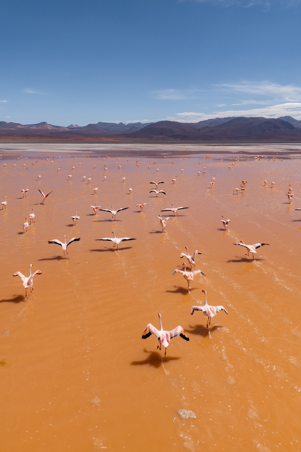 Flamingos wading through the surreal red waters of Laguna Colorada — nature at its most vibrant.