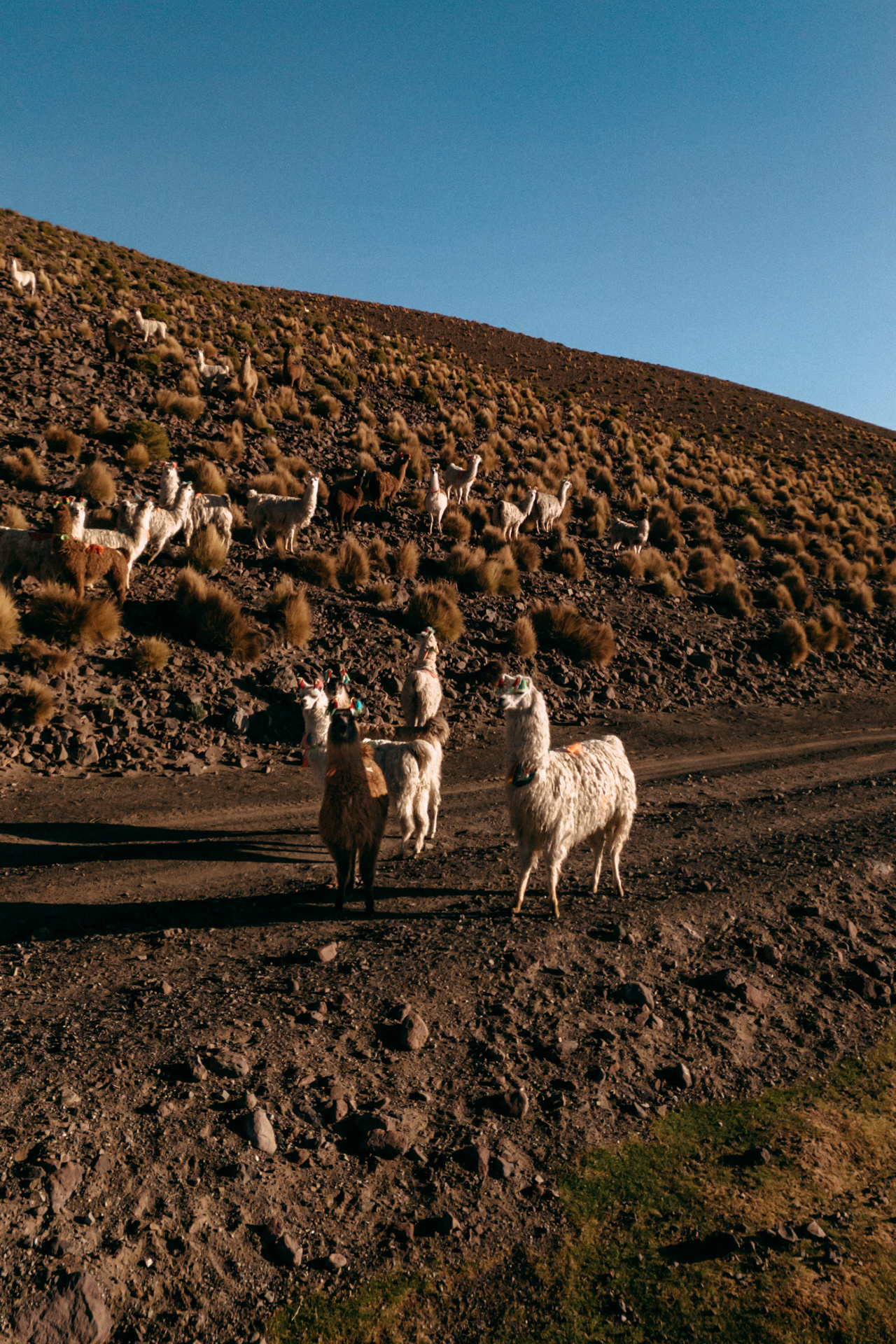 Herd of llamas grazing along a rocky hillside at golden hour in Eduardo Avaroa National Reserve, Bolivia