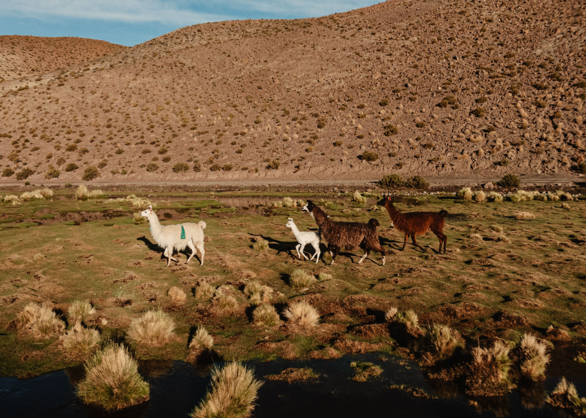 Llamas roaming freely across the high-altitude plains of Eduardo Avaroa National Reserve.