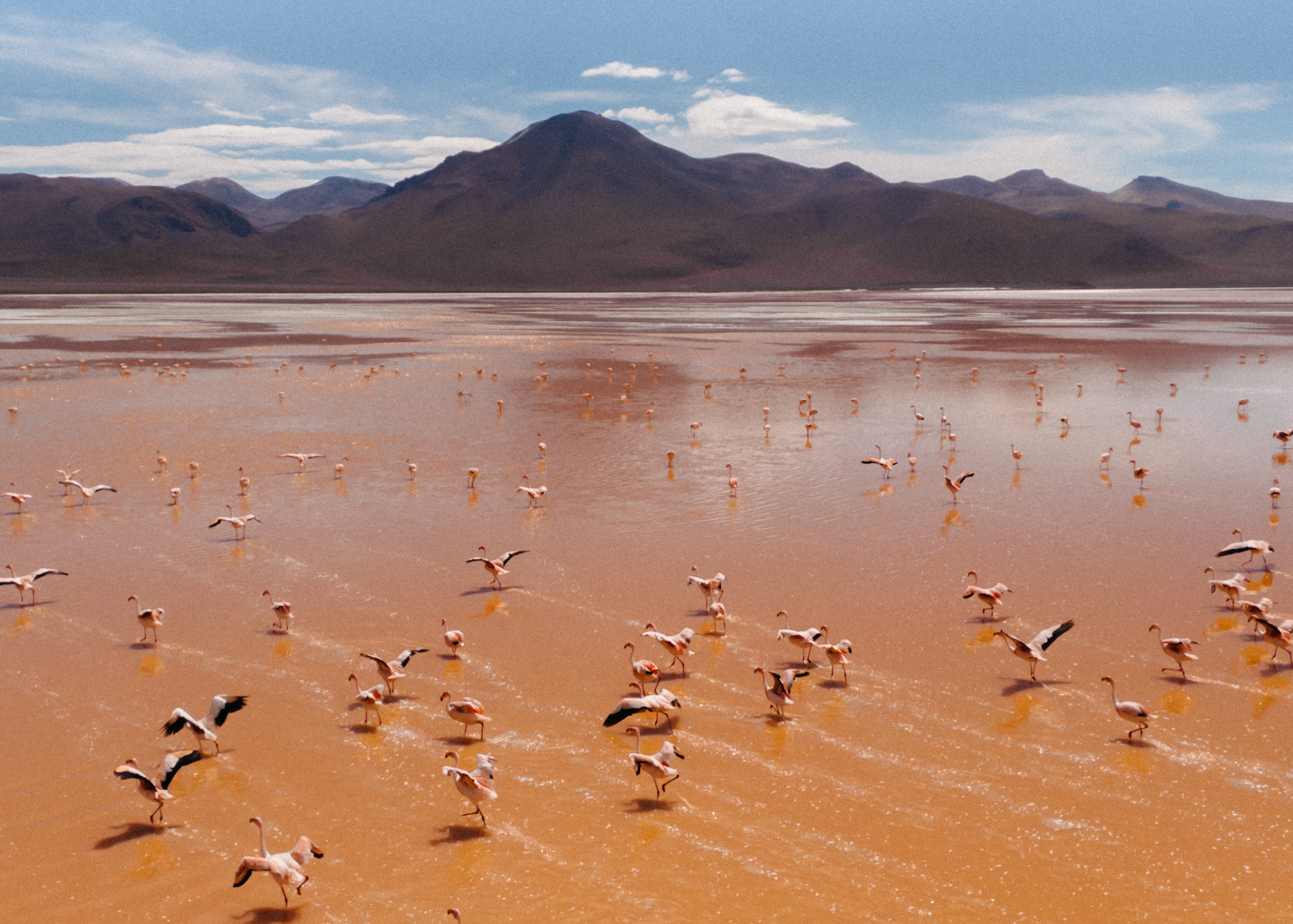 Aerial view of hundreds of flamingos wading and flying over the red-tinted waters of Laguna Colorada in Eduardo Avaroa National Reserve, Bolivia.