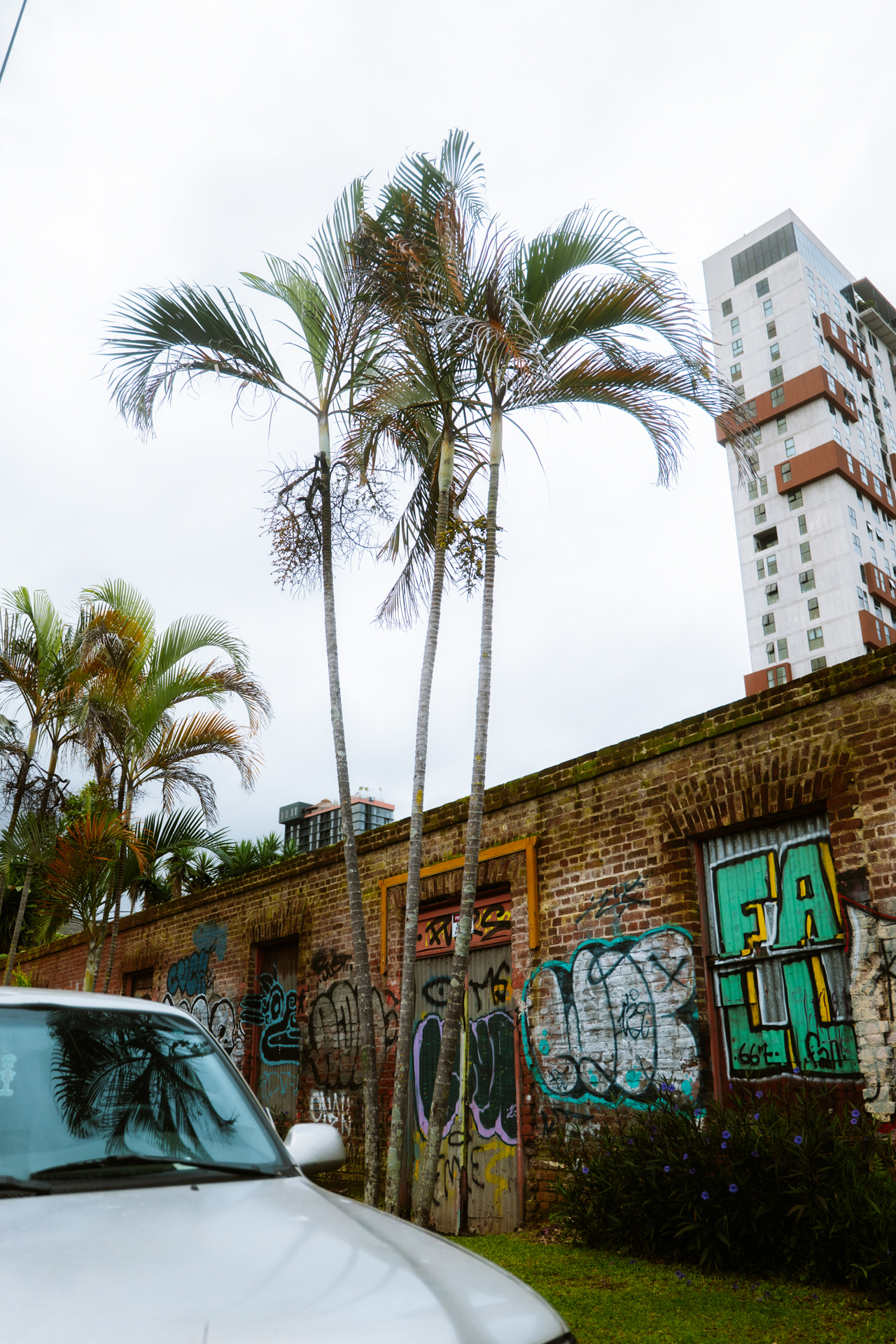 Palm trees beside a graffiti-covered brick wall in San José, Costa Rica