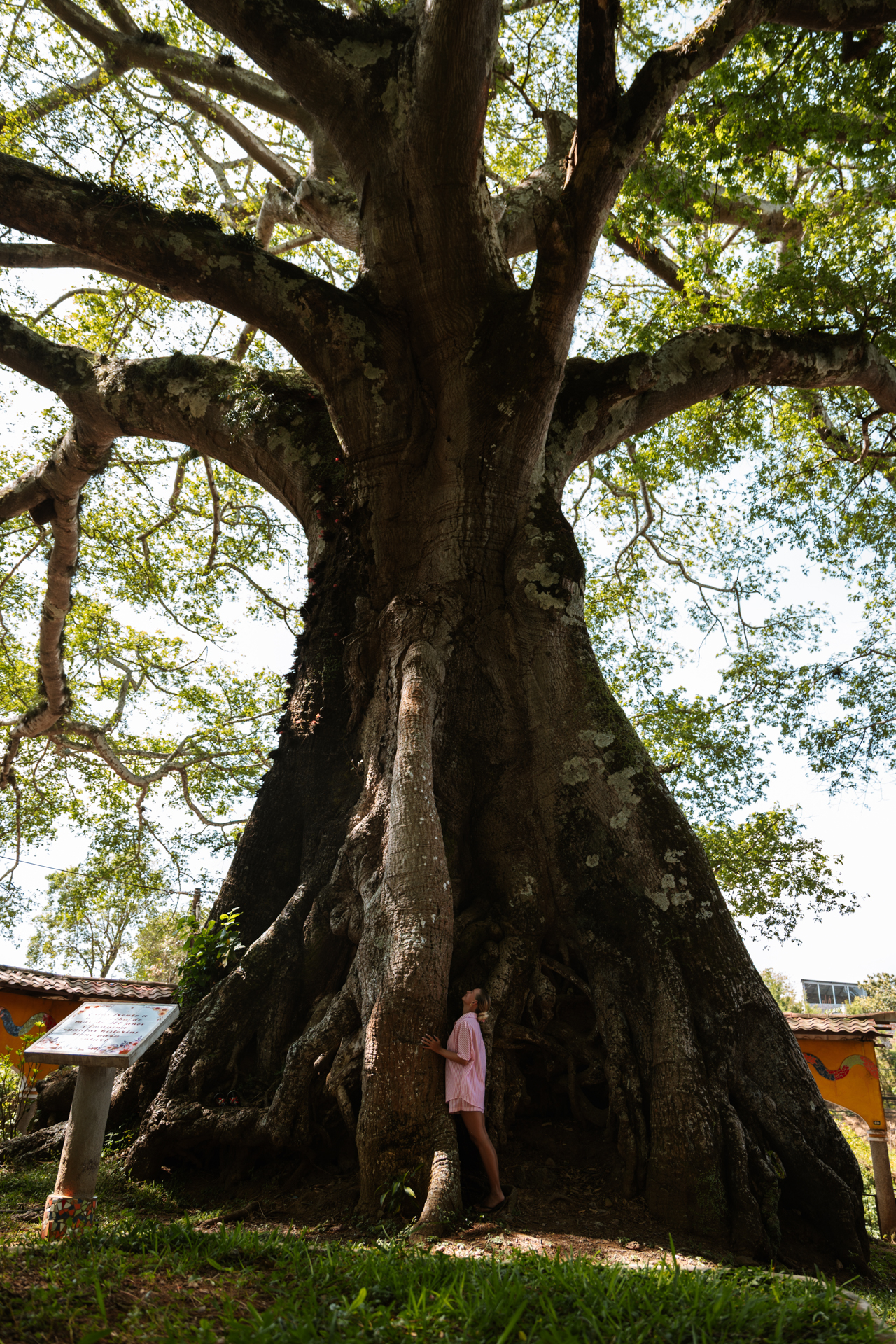 Traveler standing beneath massive tree roots along Ruta de las Flores