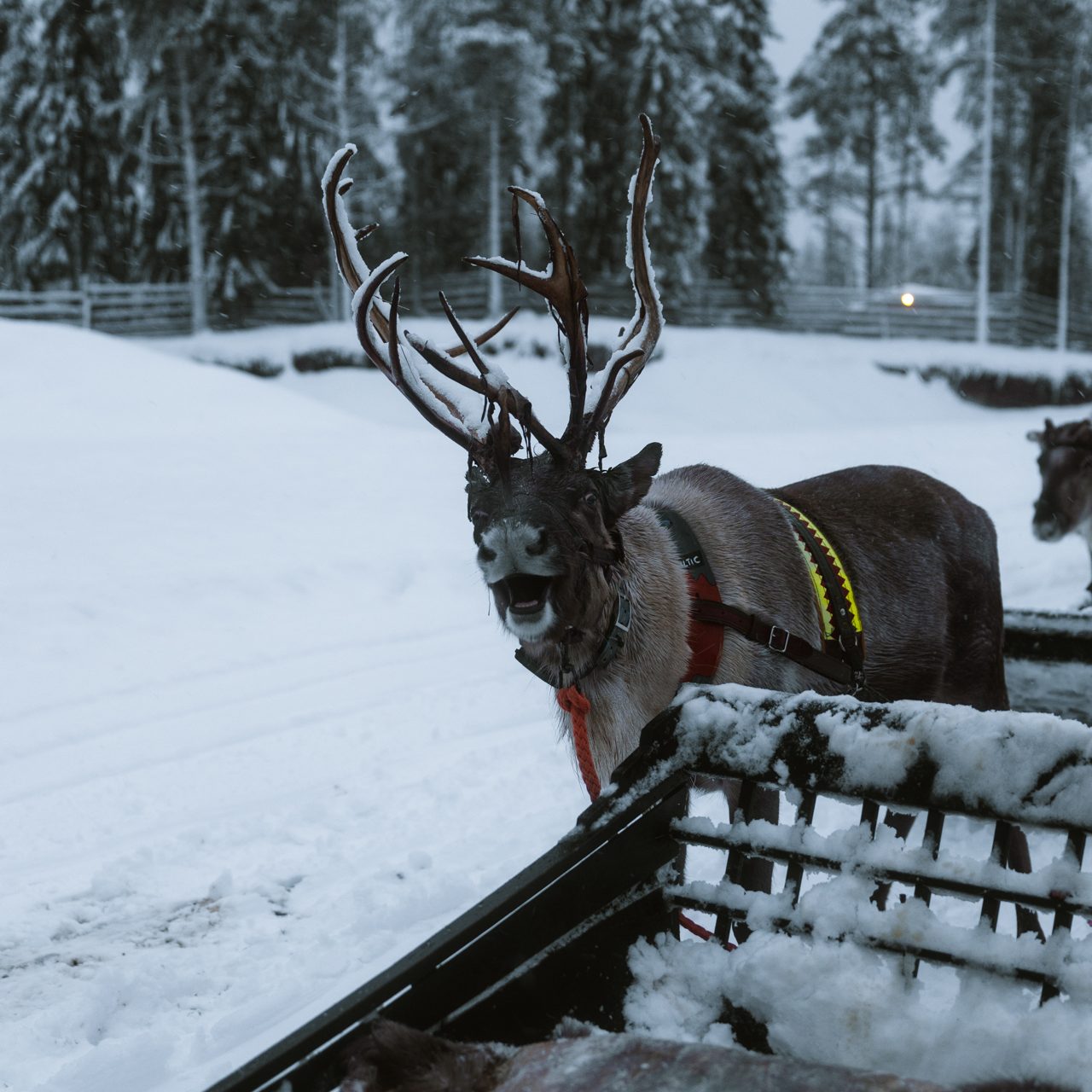 Culture in Finland Reindeer with harness standing in snowy landscape in Finnish Lapland
