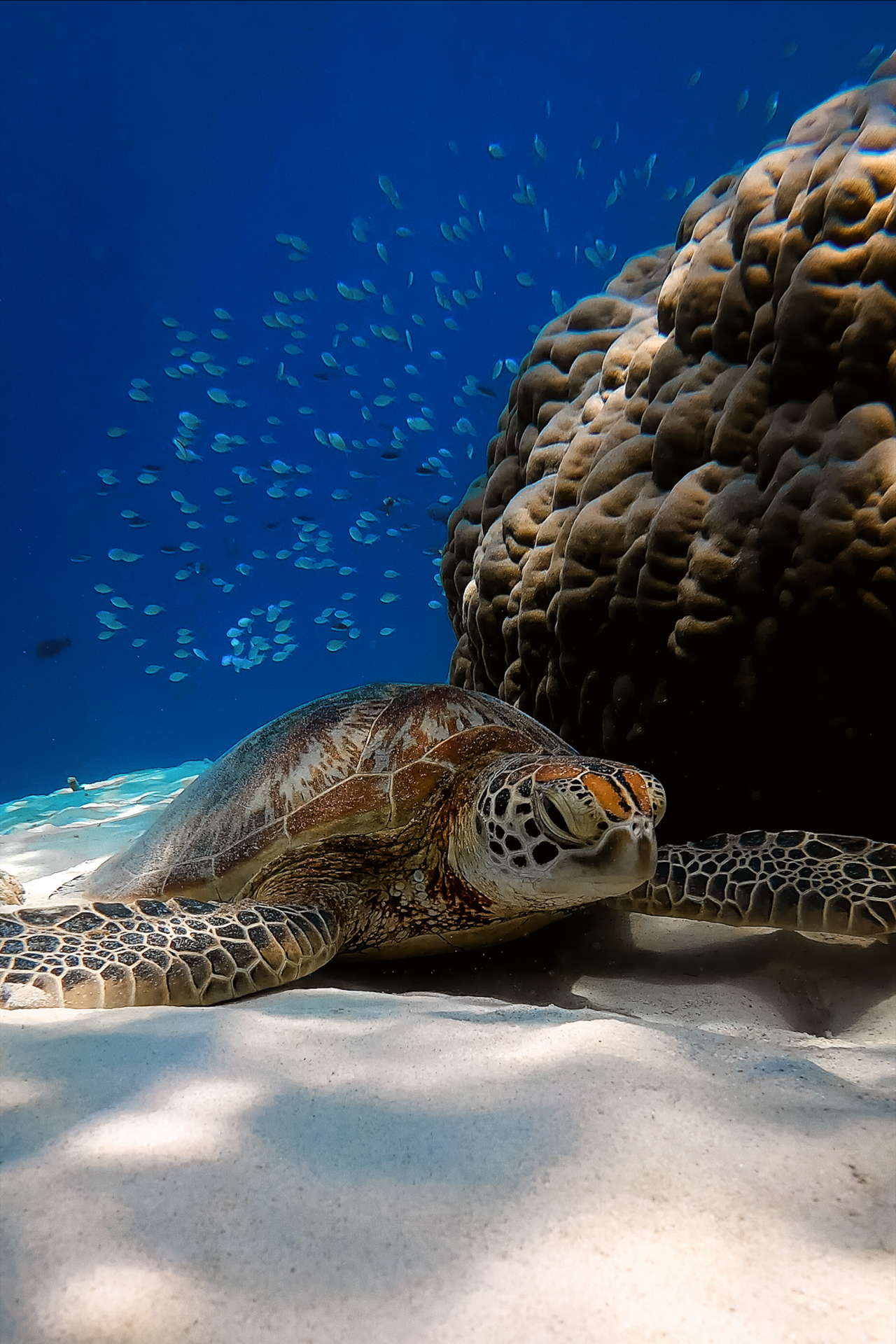Sea turtle resting on sandy seabed in Gili Trawangan, Lombok