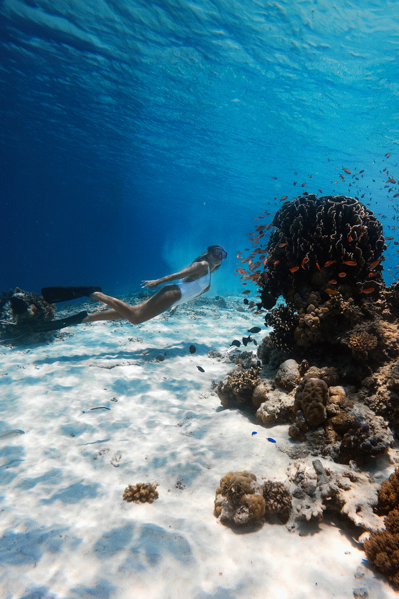 Snorkeling over coral reef in Gili Trawangan with tropical fish