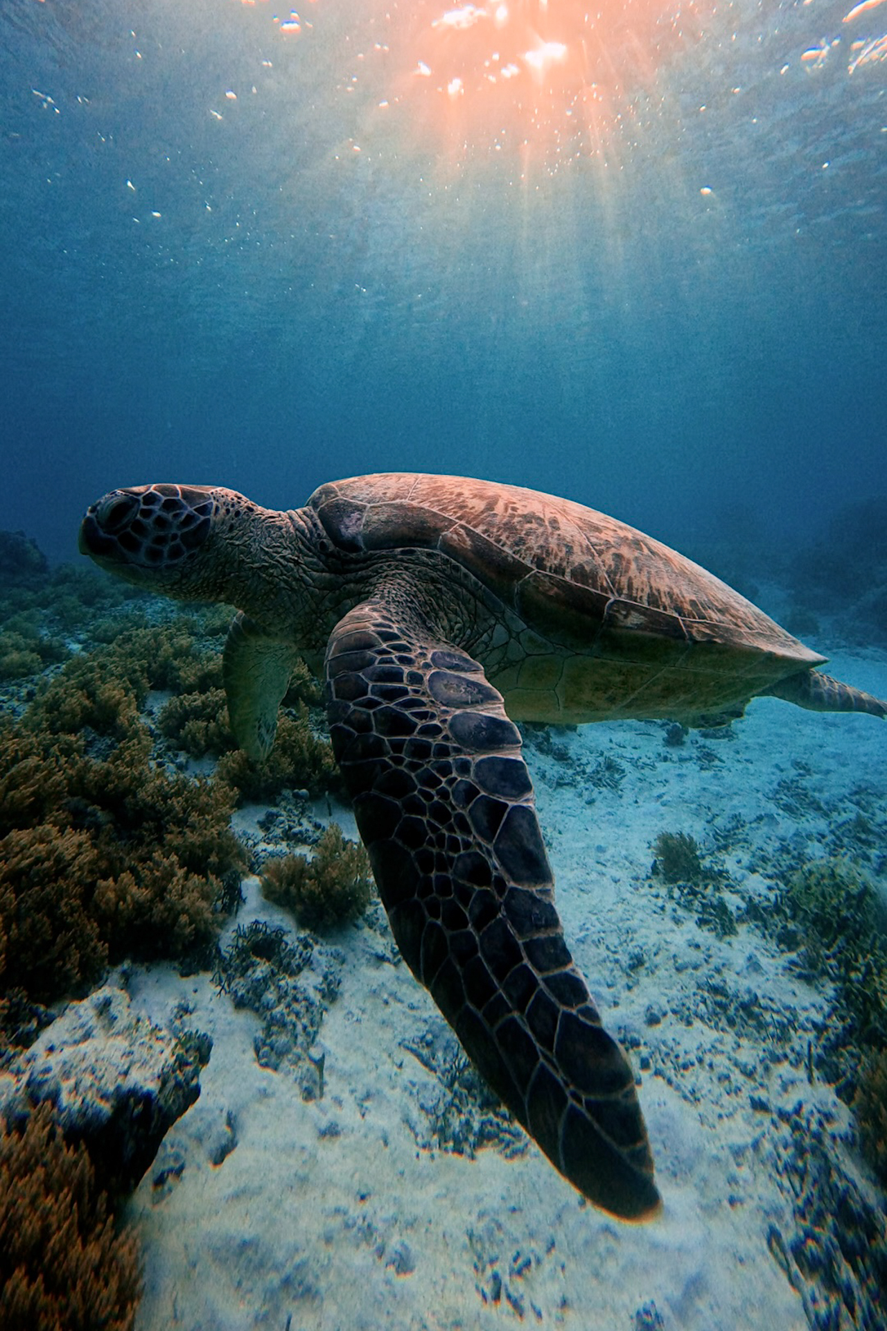 A turtle underwater on Gli Meno