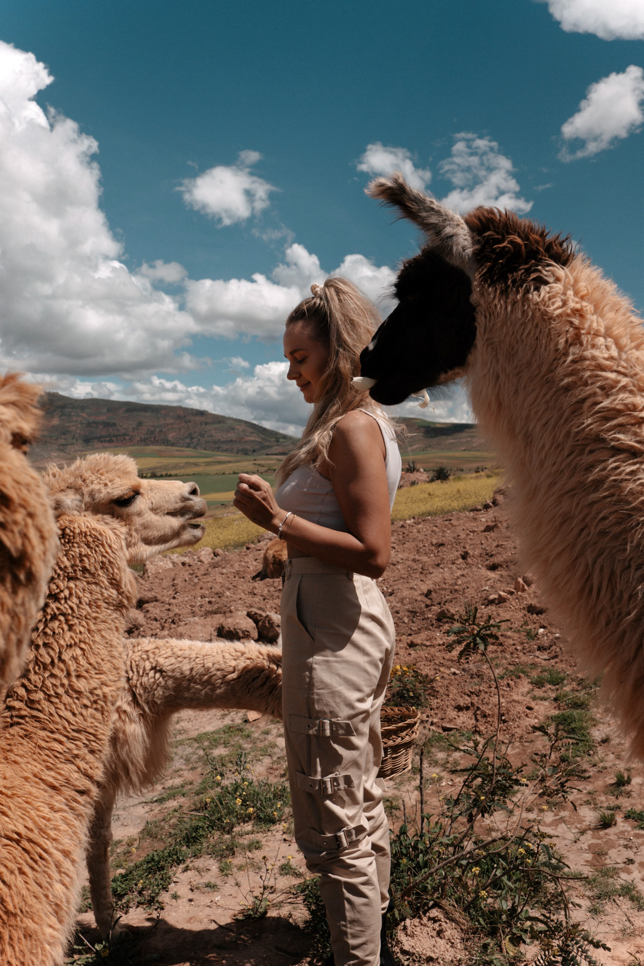A woman standing in a rural Andean landscape, interacting with alpacas under a bright blue sky and rolling hills.