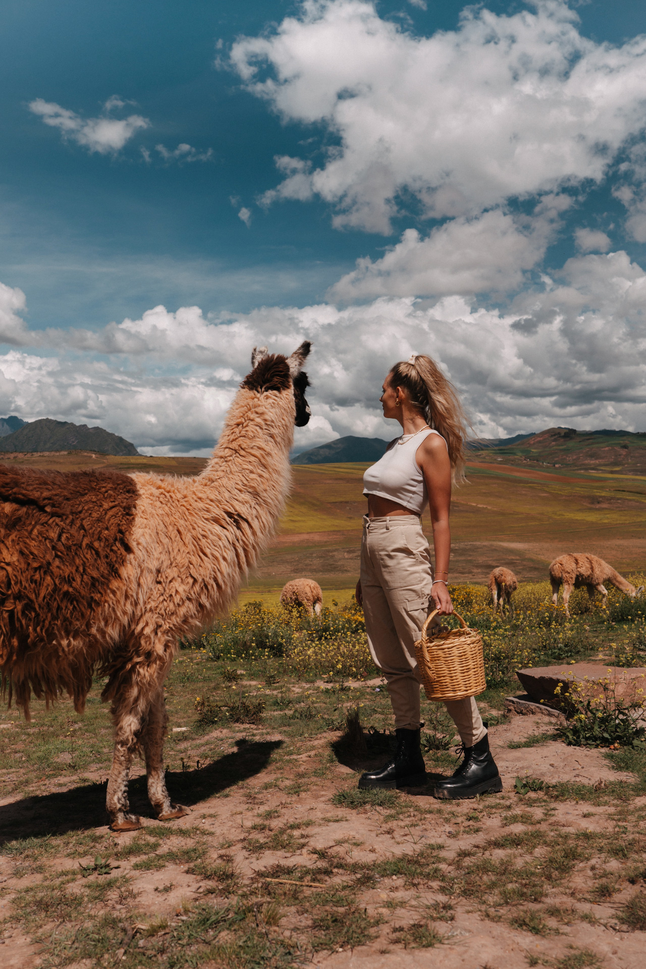 Traveler standing in the sacred valley with an alpaca, Peru