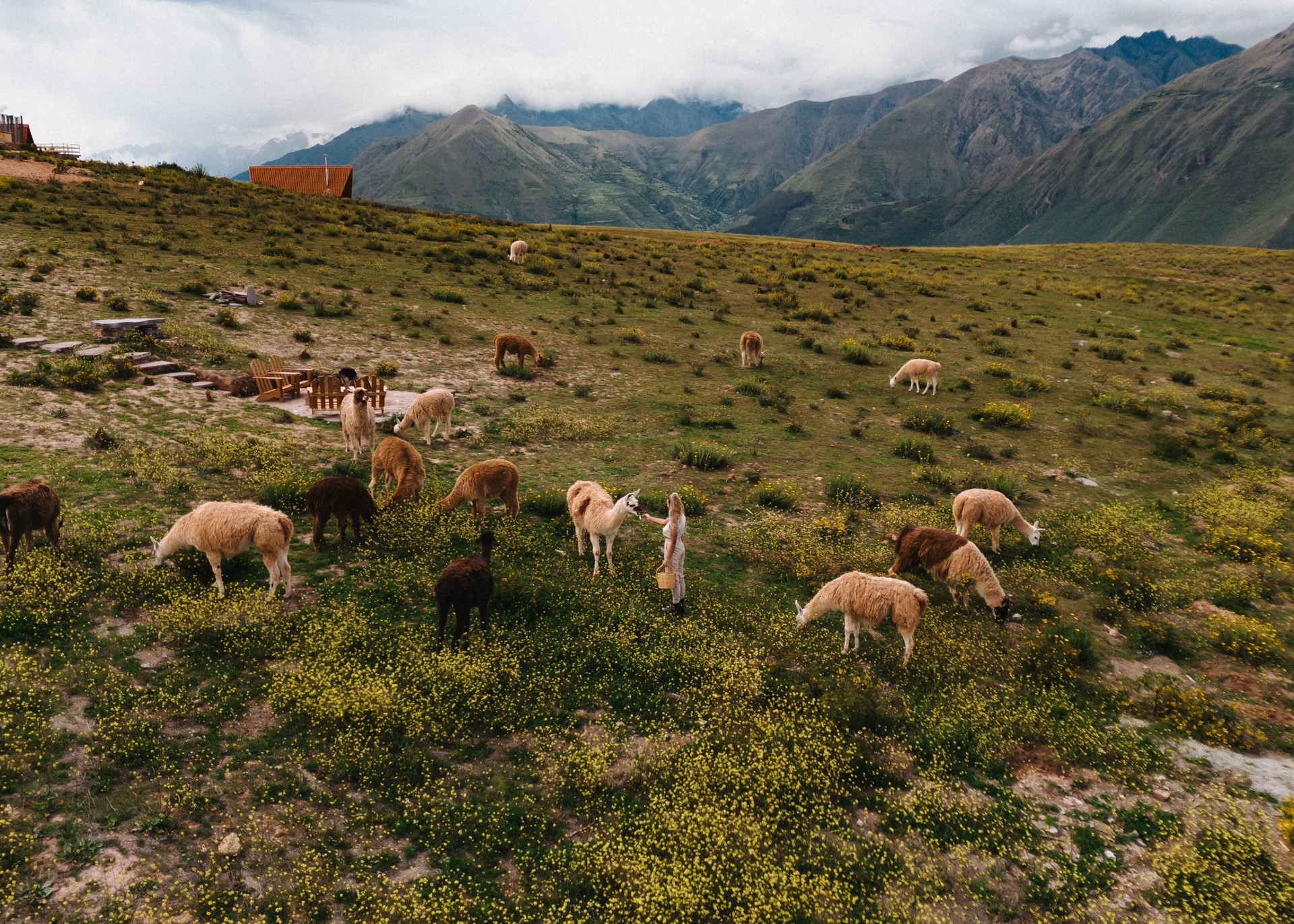 The sacred valley with many Alpacas a woman feeding them in Peru