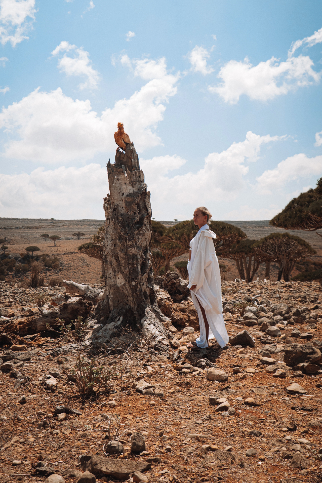 A woman standing near a tree stump with a majestic Egyptian vulture perched on top, surrounded by the rugged landscape of Socotra Island