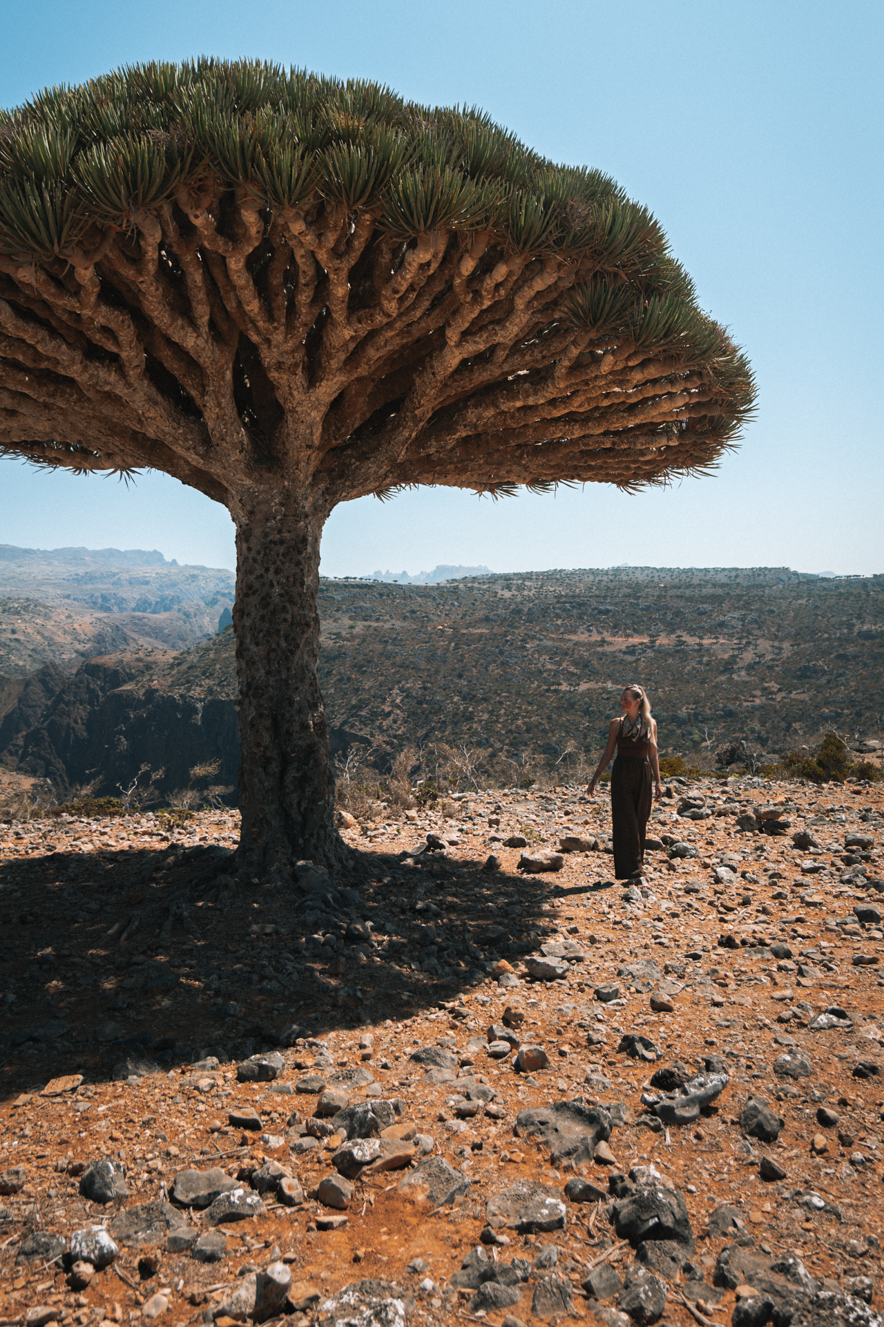 A woman walking beneath the shade of a Dragon Blood Tree in the mountains of Socotra Island