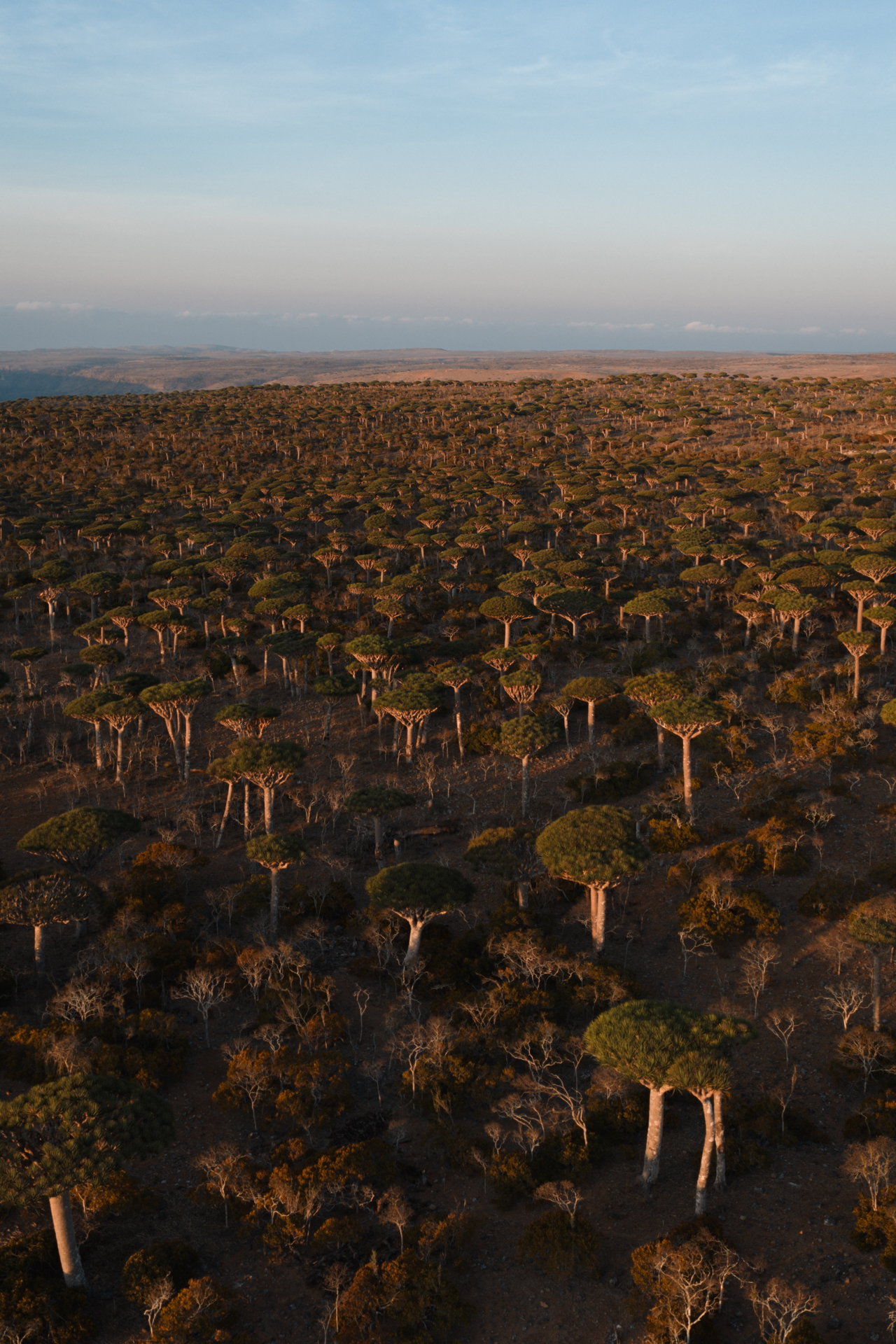 Aerial view of the Dragon Blood Tree forest in the mountains of Socotra Island, bathed in warm golden light at sunset.
