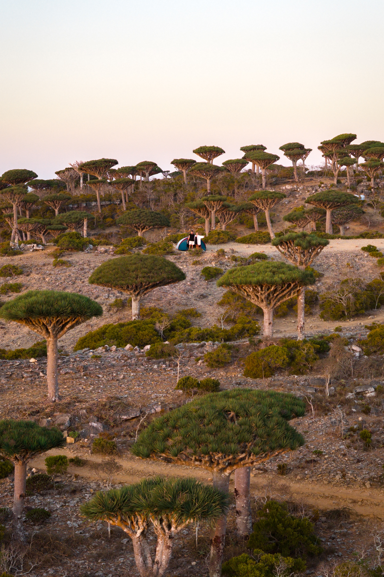A tent set up among the Dragon Blood Trees in the highlands of Socotra Island, second basecamp.