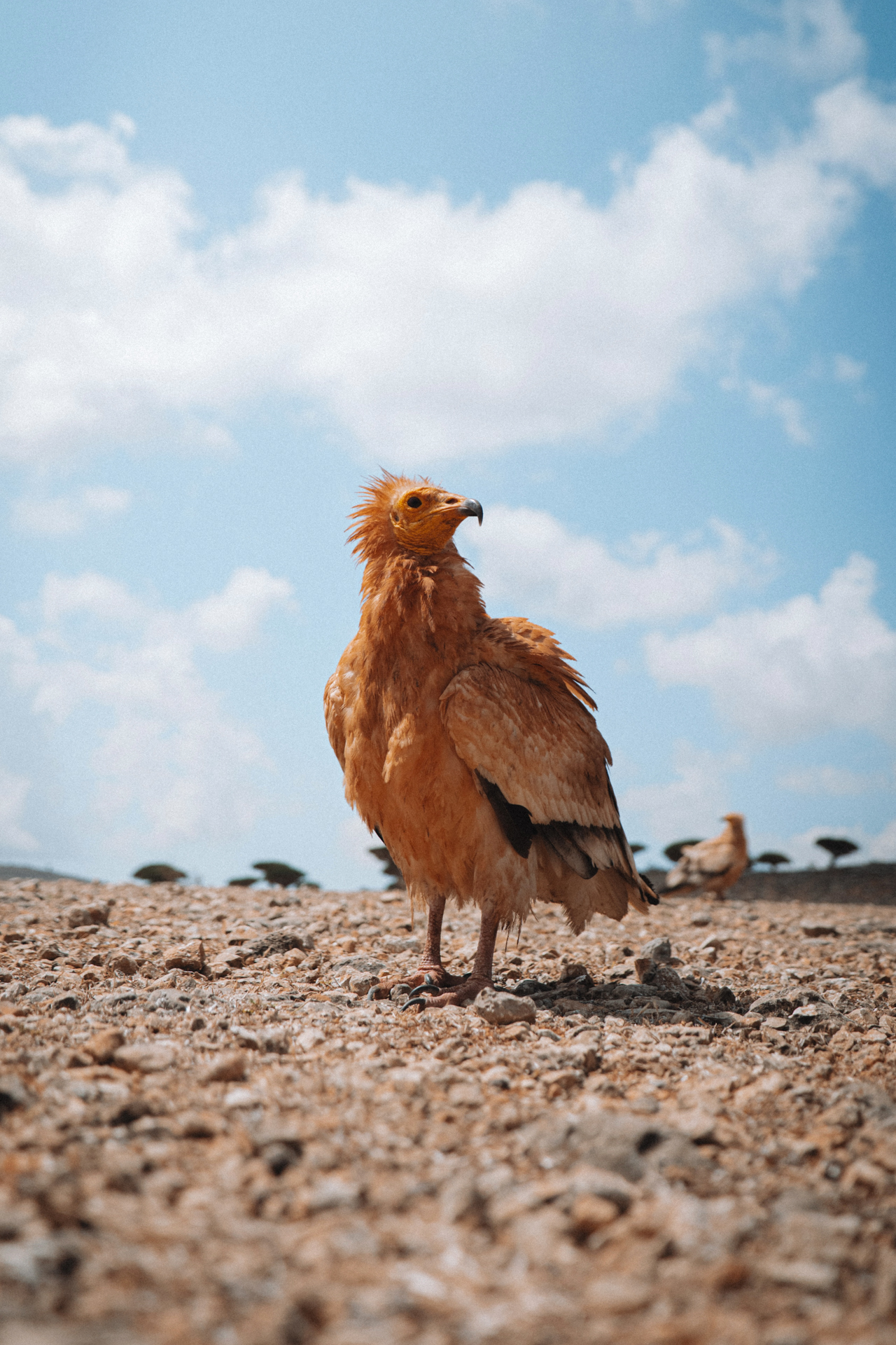 Close-up of an Egyptian vulture standing proudly on rocky ground under the bright blue sky of Socotra Island.