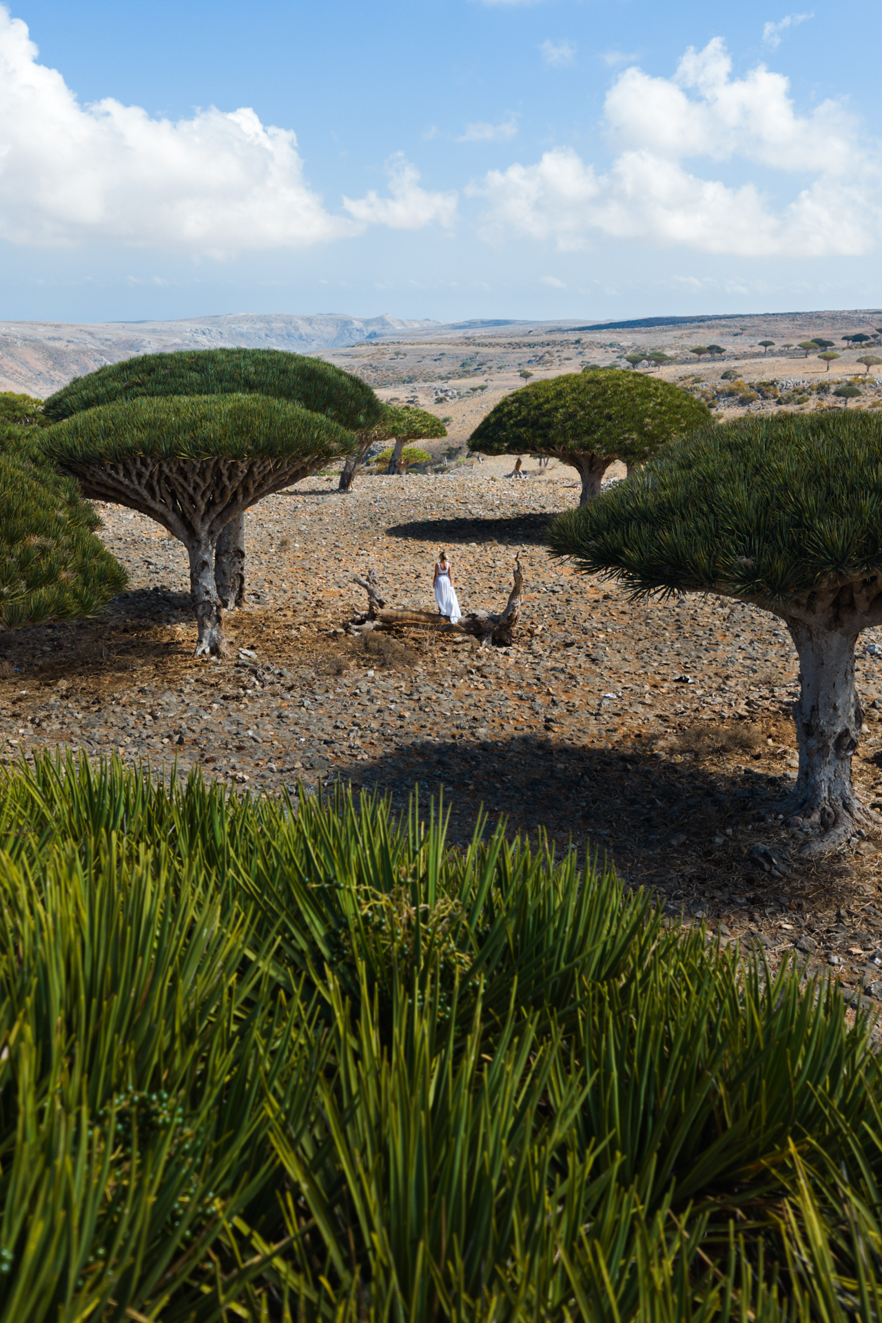 A woman standing in the middle of a Dragon Blood Tree forest surrounded by the rocky highlands of Socotra Island.