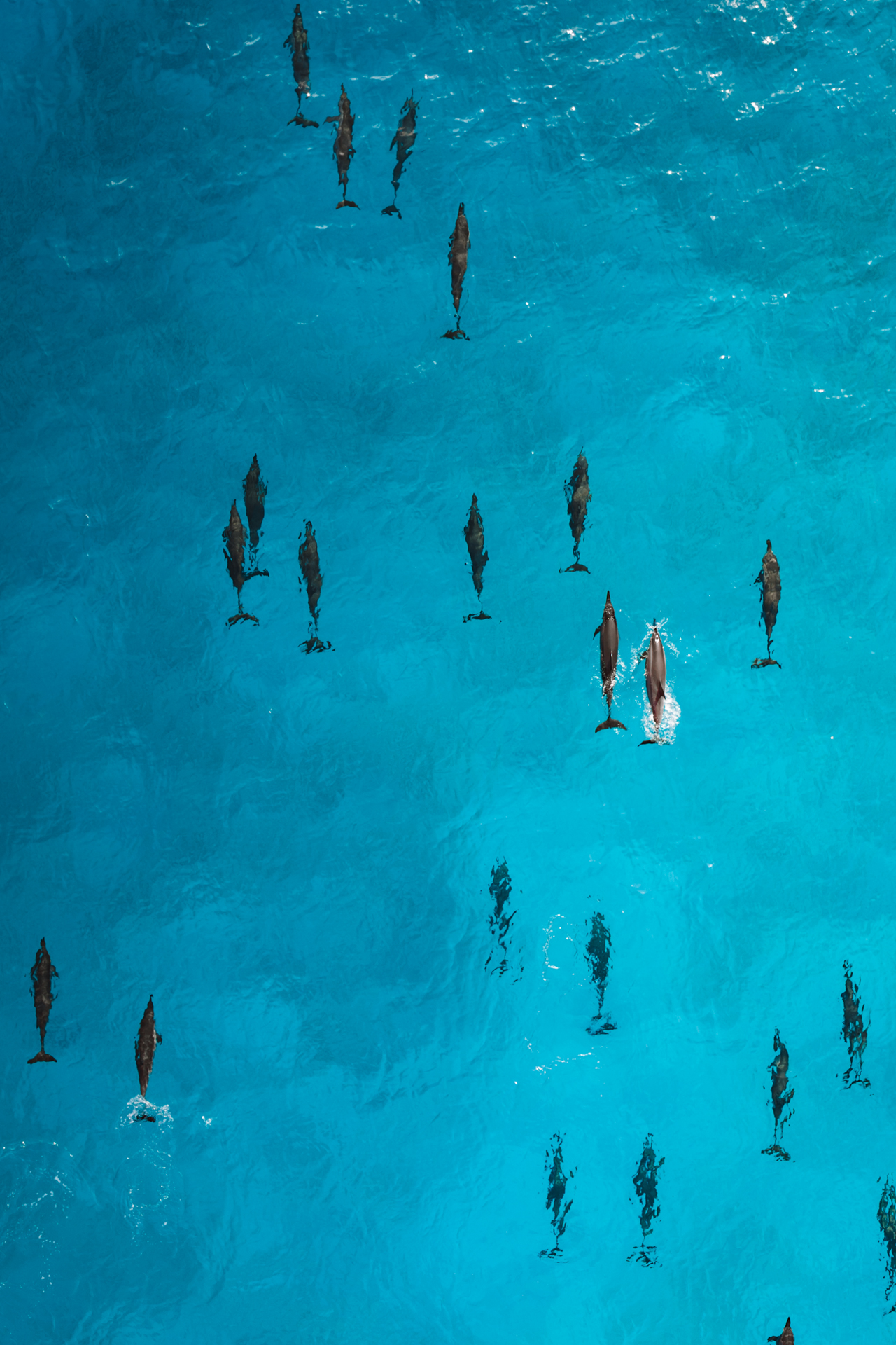 Aerial view of a pod of dolphins swimming gracefully through the bright blue waters off the coast of Socotra Island.