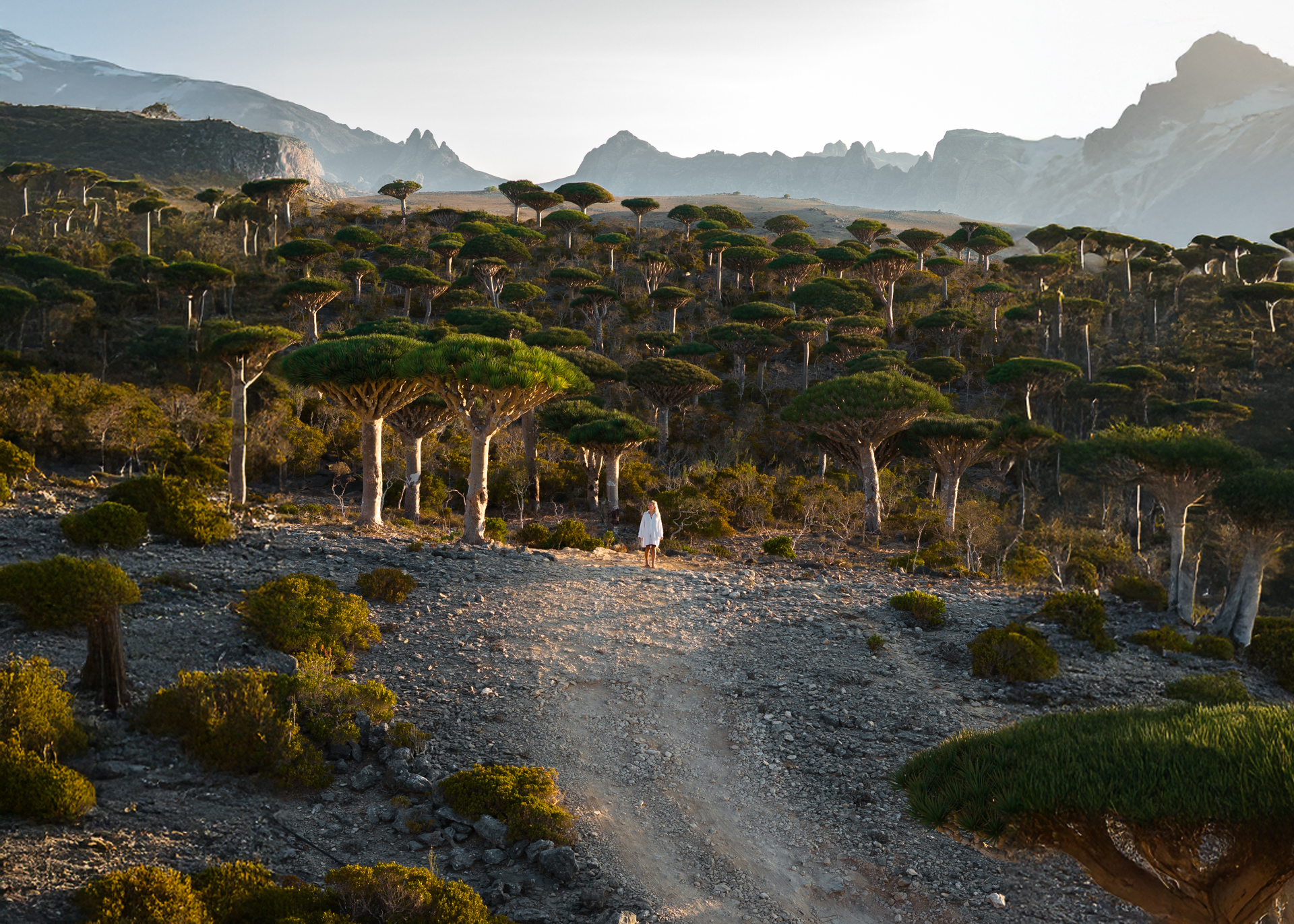 Socotra Travel Guide Firmihin Forest