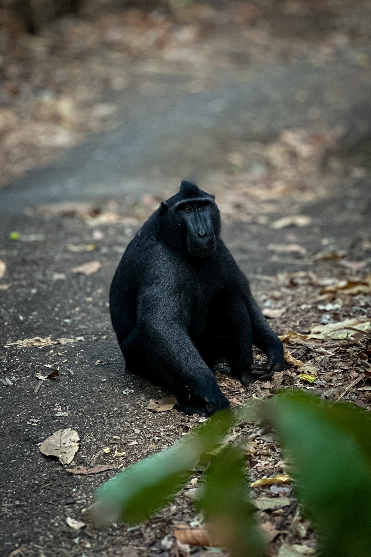 Celebes crested macaque in Tangkoko National Park, North Sulawesi