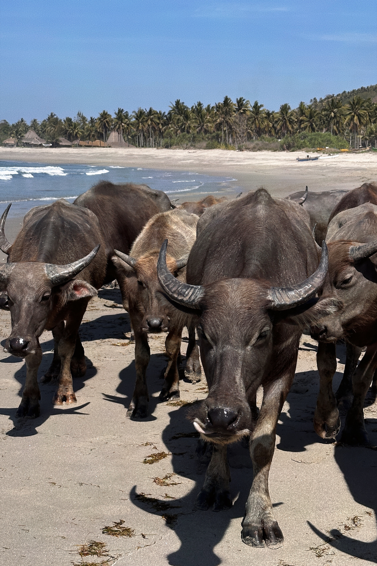 Water buffalo walking along the beach, Sumba Island