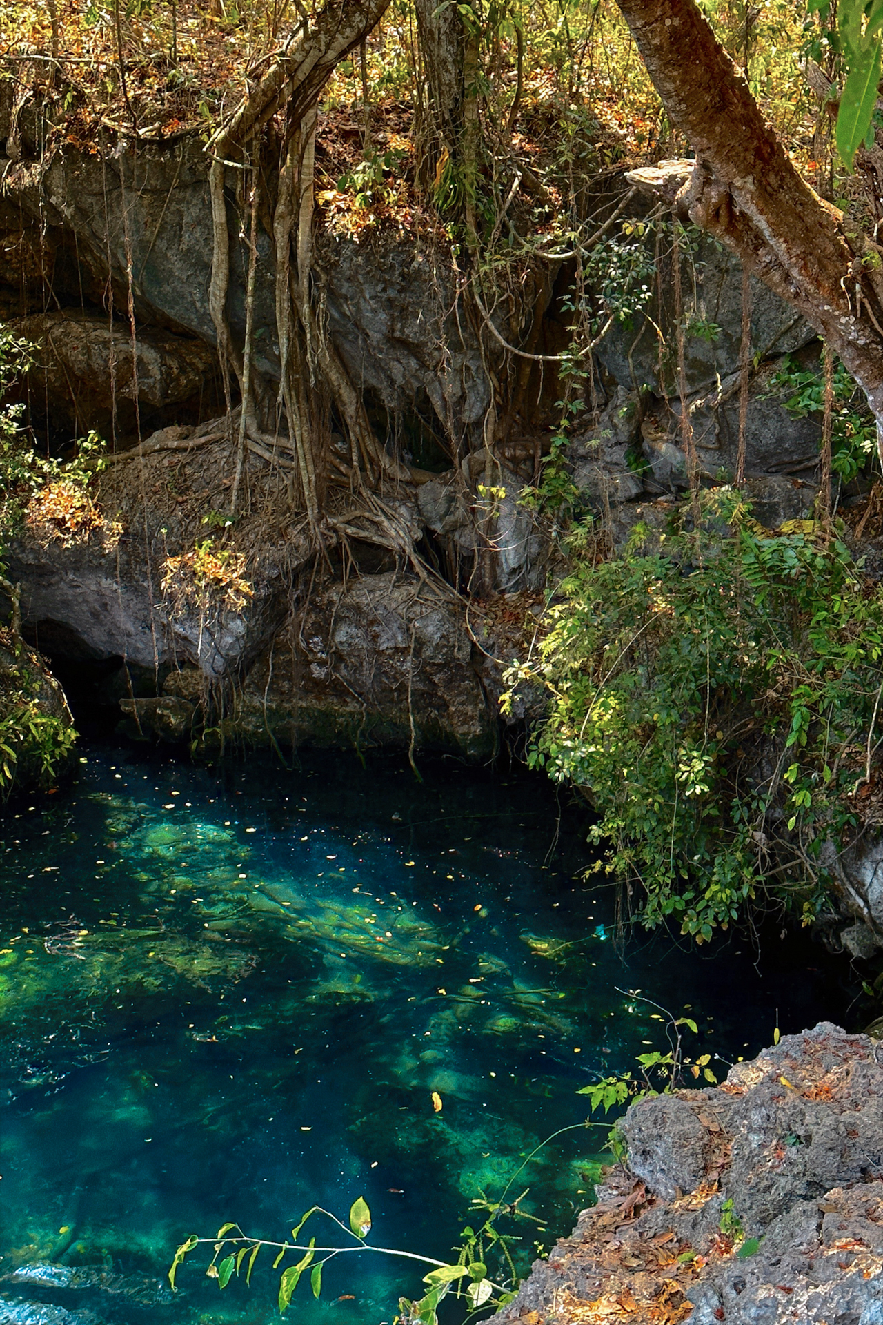 Weepaneba Lagoon turquoise water and jungle scenery, Kodi Sumba