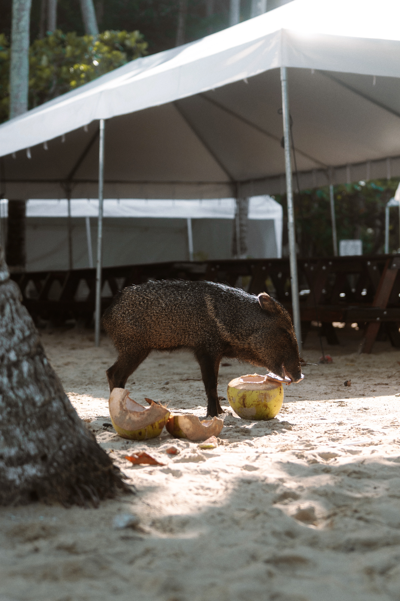 Wild Pig on Tortuga Island, Costa Rica