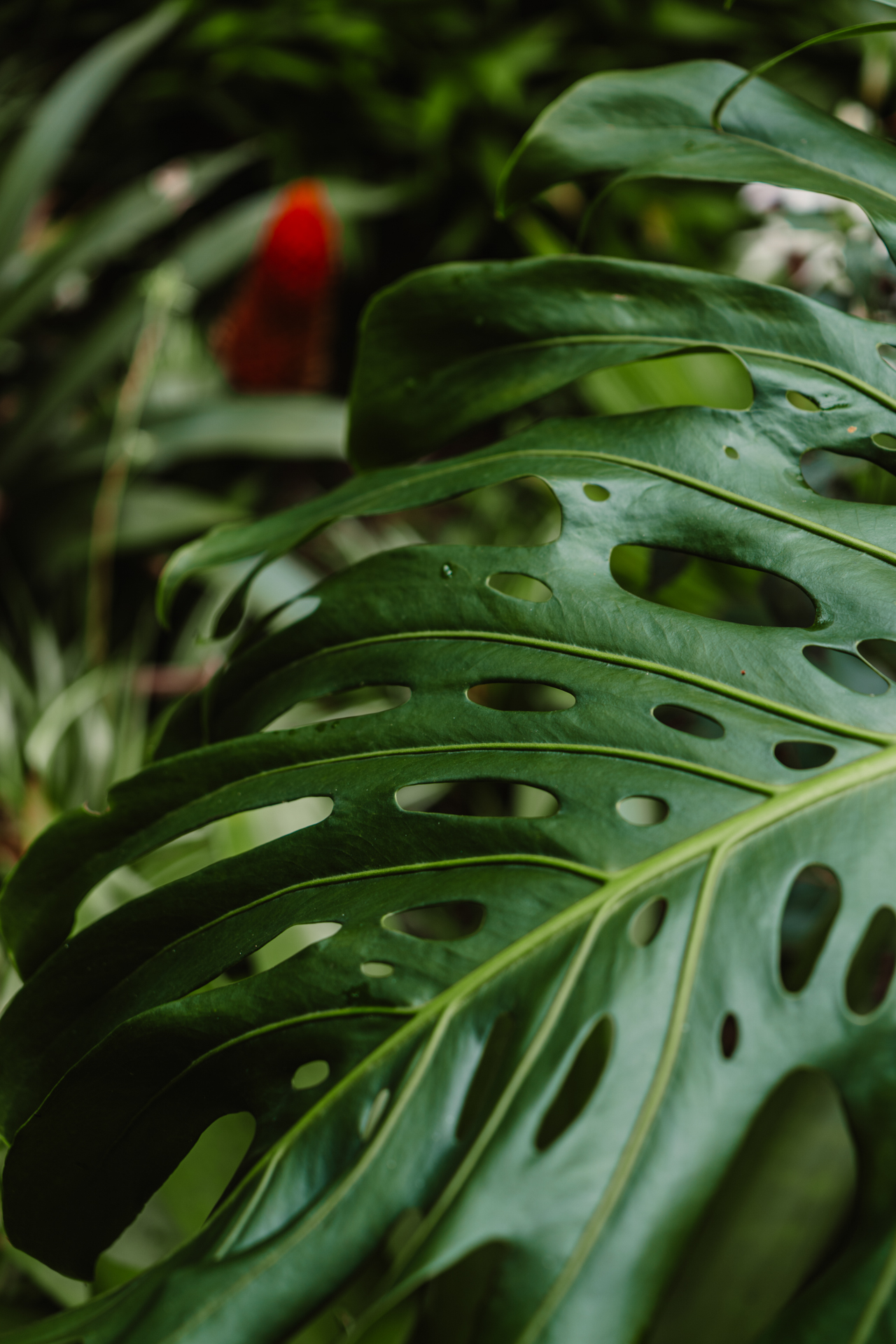 Rainforest in La Fortuna, Costa Rica
