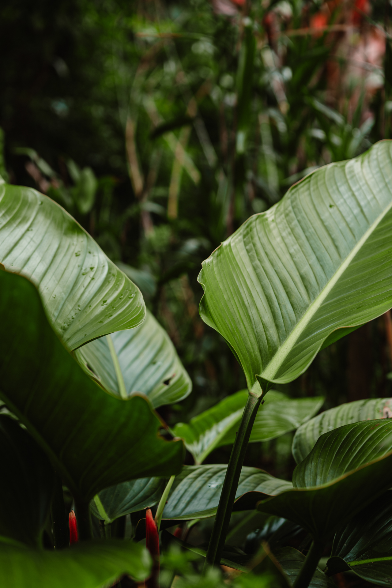 Close-up of tropical leaves in lush rainforest in Costa Rica