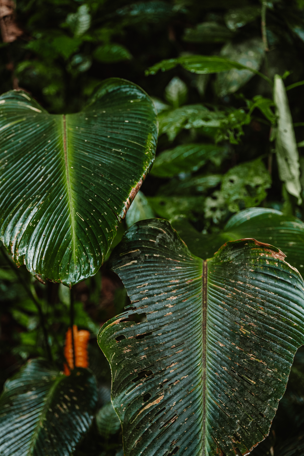 Close-up of green Plants in the rainforest