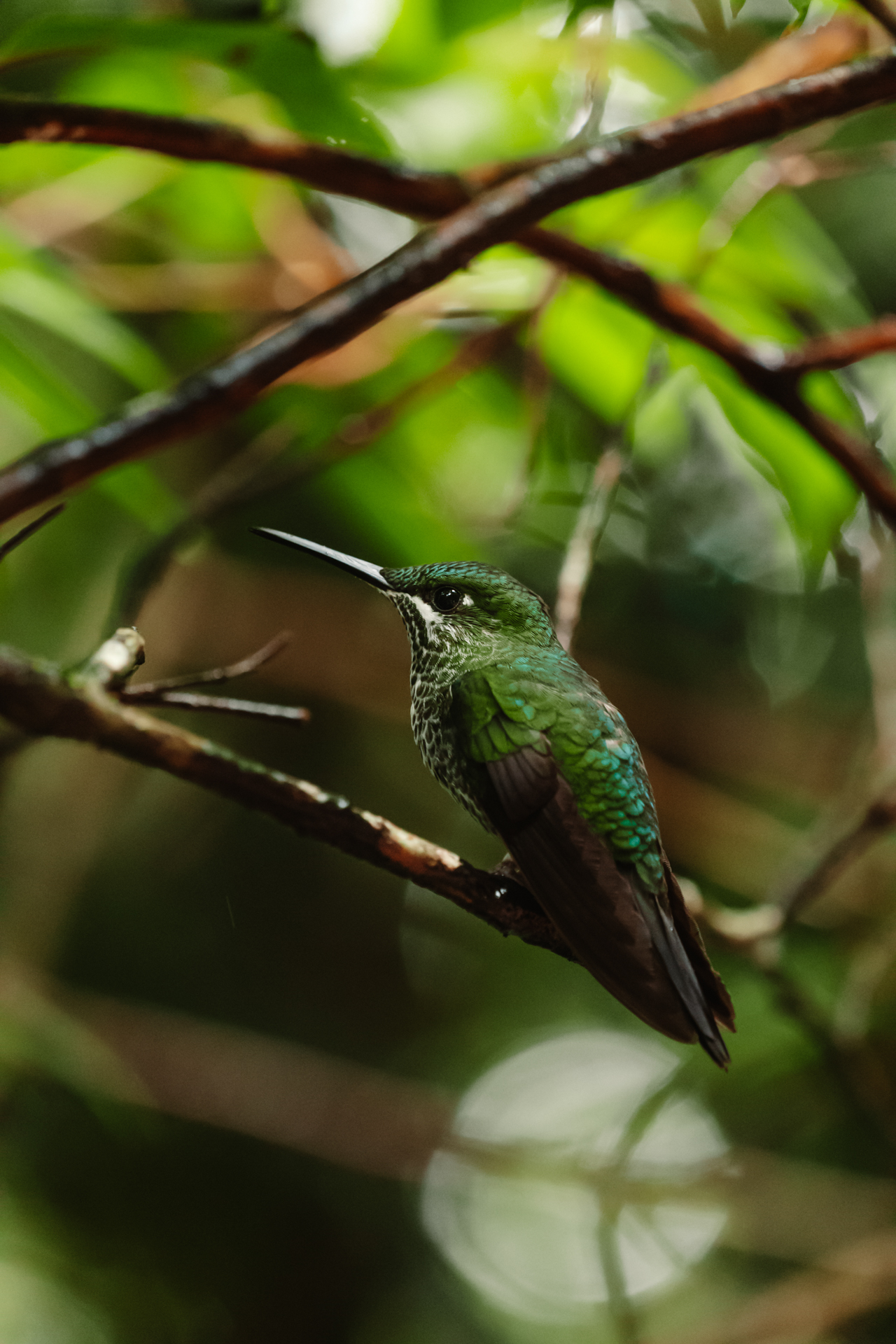 The Colibri Cafe in Monteverde, Costa Rica