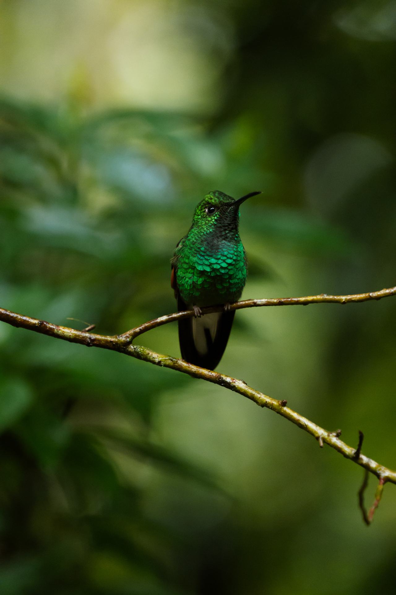 Green hummingbird perched on a branch in Monteverde Cloud Forest Costa Rica