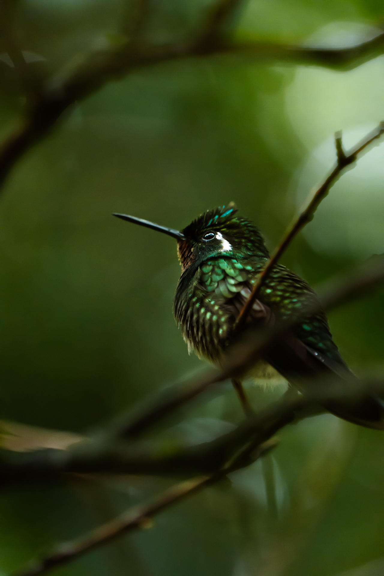 Hummingbird at Colibri Cafe in Monteverde perched on a branch in Costa Rica