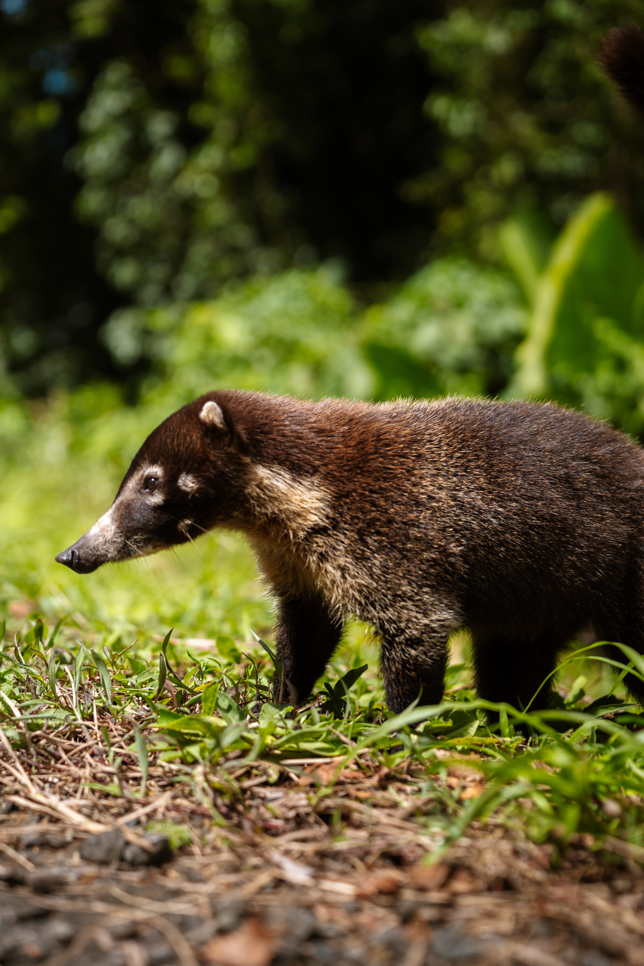 Coati walking through grass in the rainforest of Costa Rica
