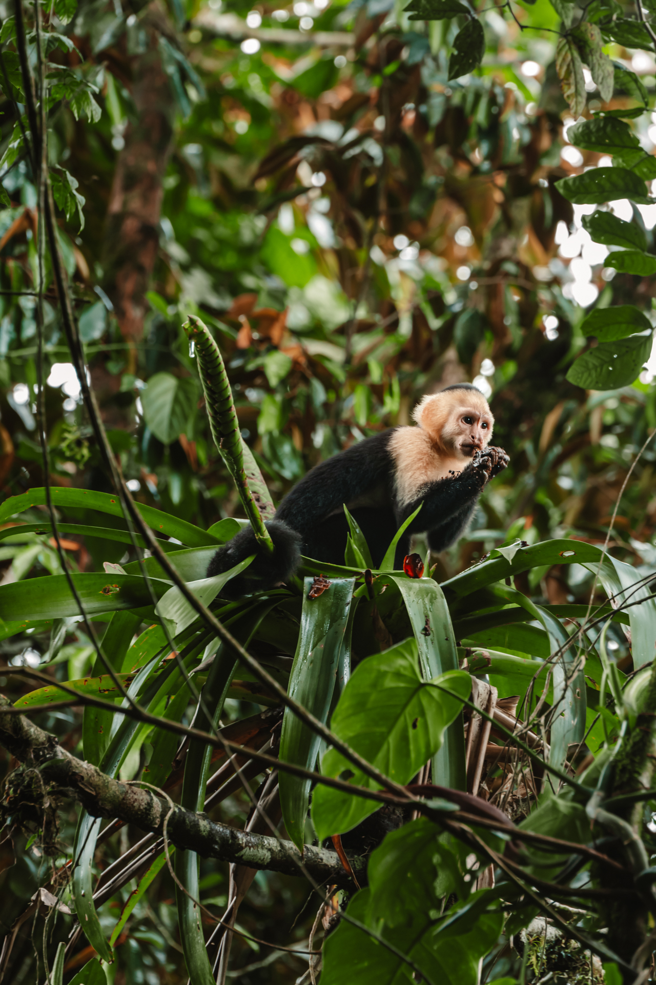 White-faced capuchin monkey sitting on tropical plant in Costa Rica rainforest