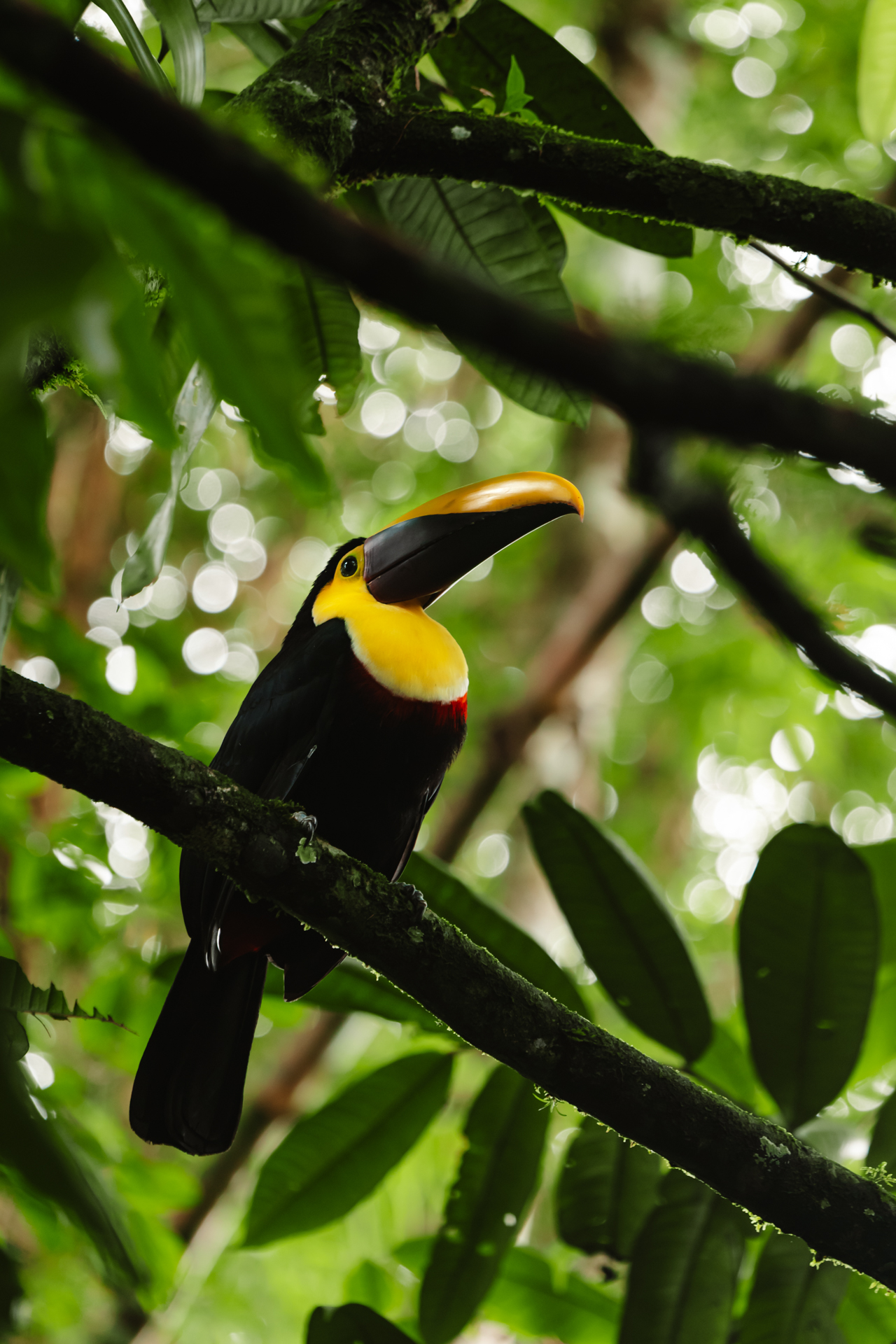 Toucan perched on a branch in the rainforest of La Fortuna Costa Rica