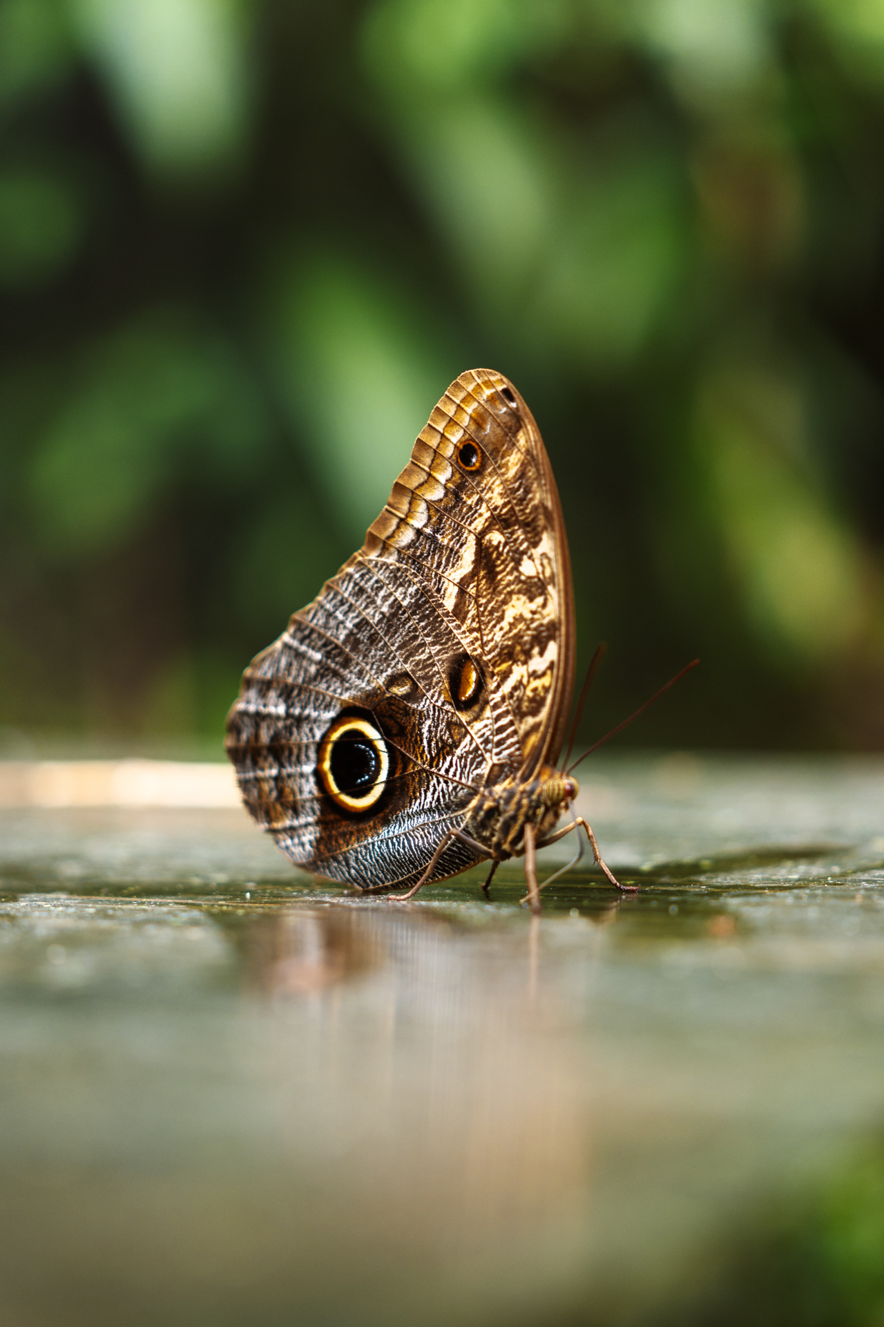 Butterfly resting on a surface in Costa Rica rainforest with detailed wing pattern