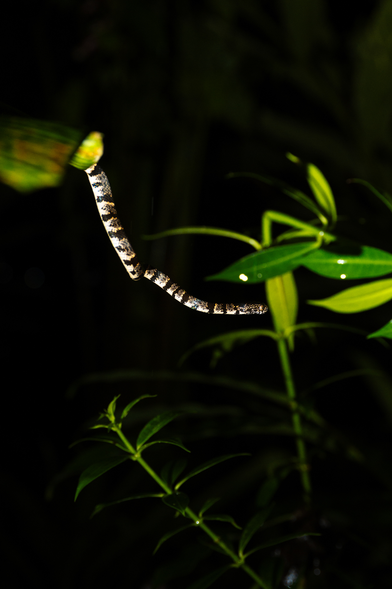 Snake hanging from a branch in Monteverde Cloud Forest Costa Rica