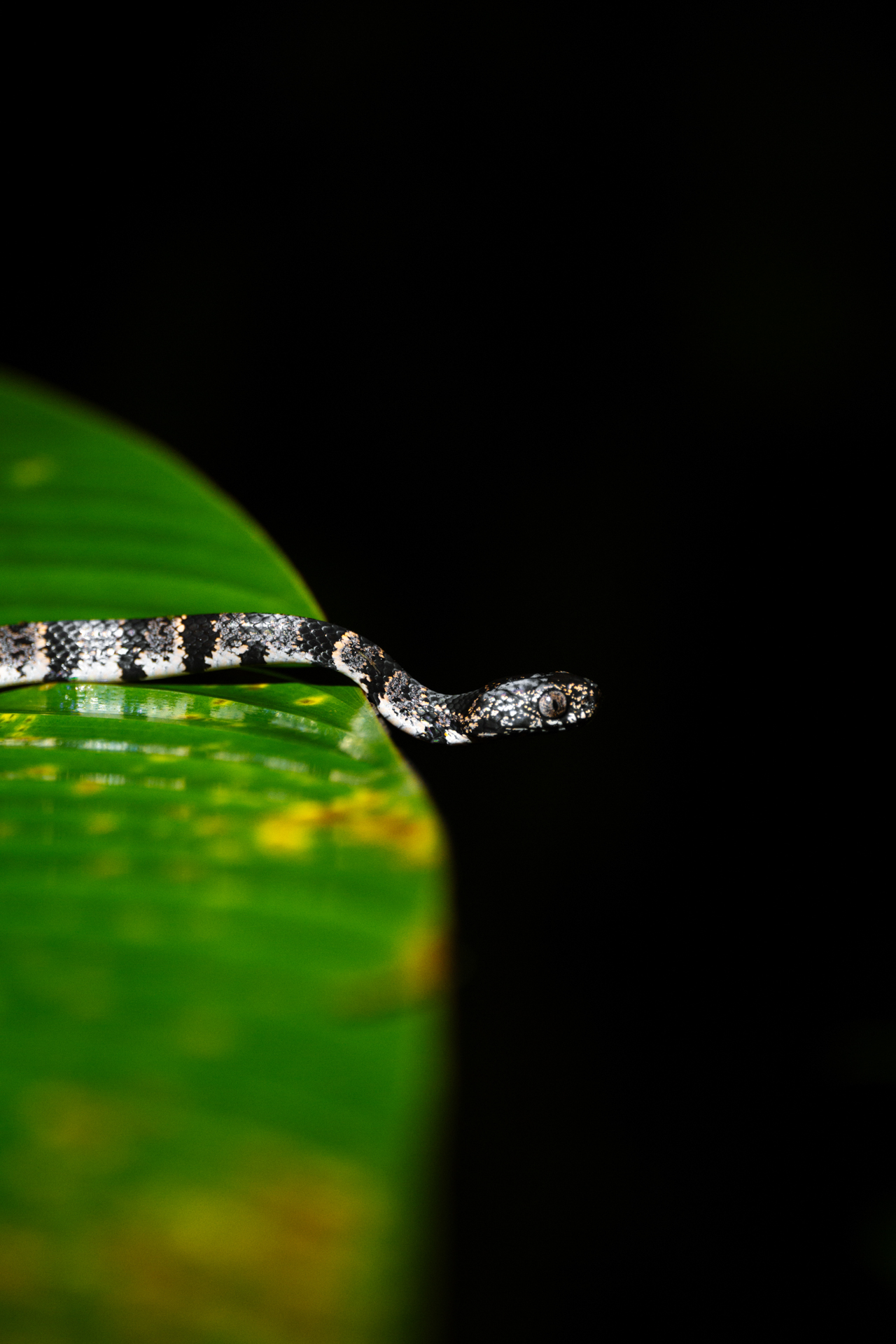 Black and white snake resting on a green tropical leaf at night in Costa Rica rainforest