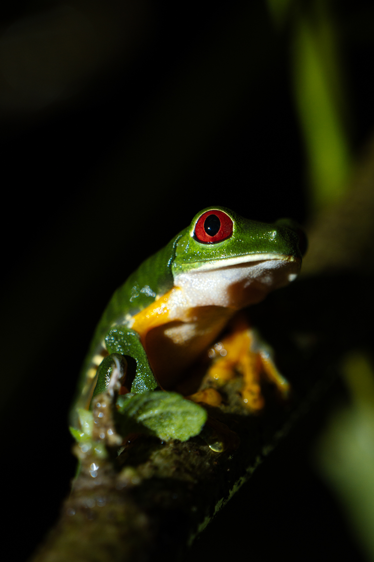 ed-eyed tree frog in Monteverde Cloud Forest Costa Rica