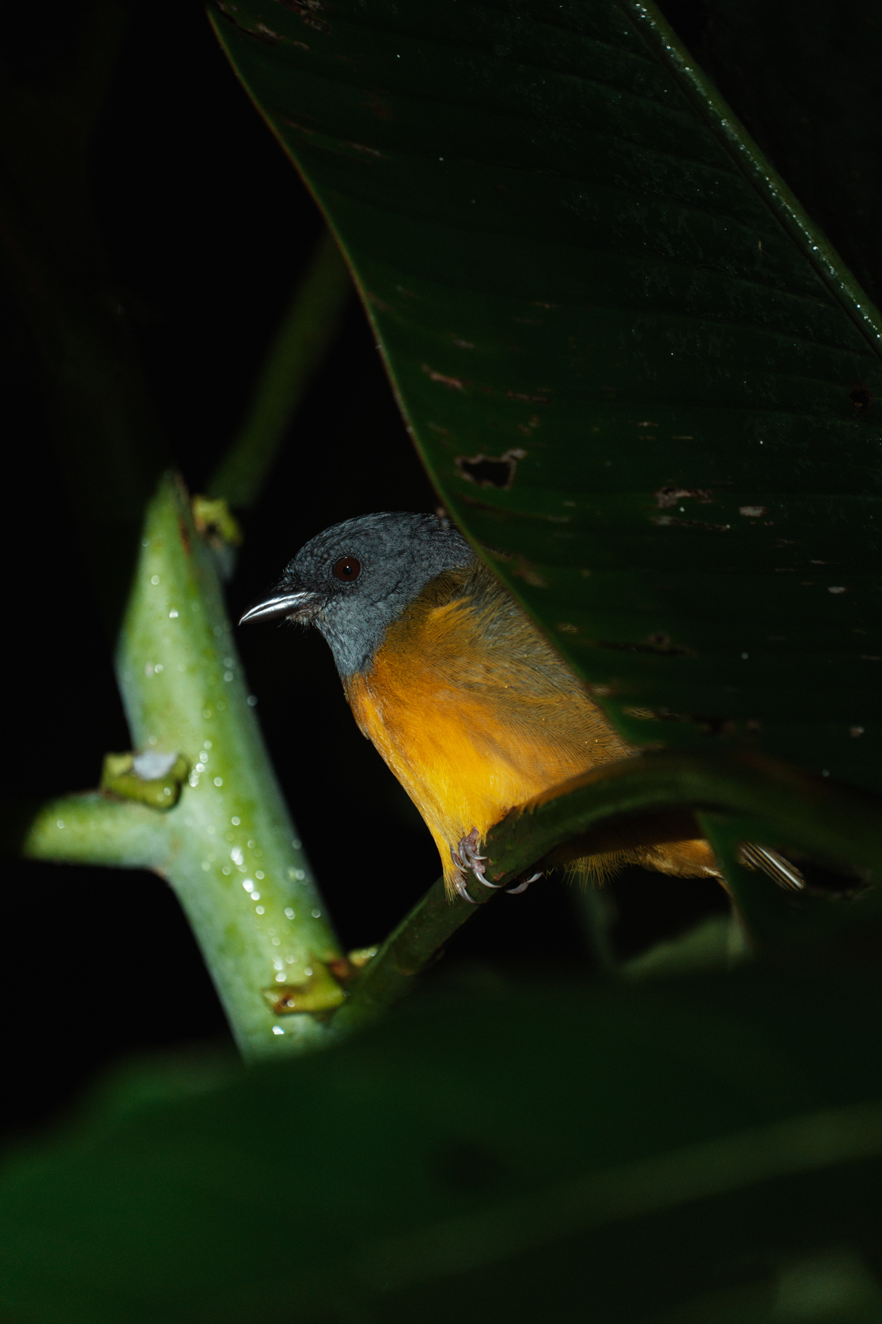 Colorful tropical bird with grey head and orange chest perched on a branch in Costa Rica jungle at night