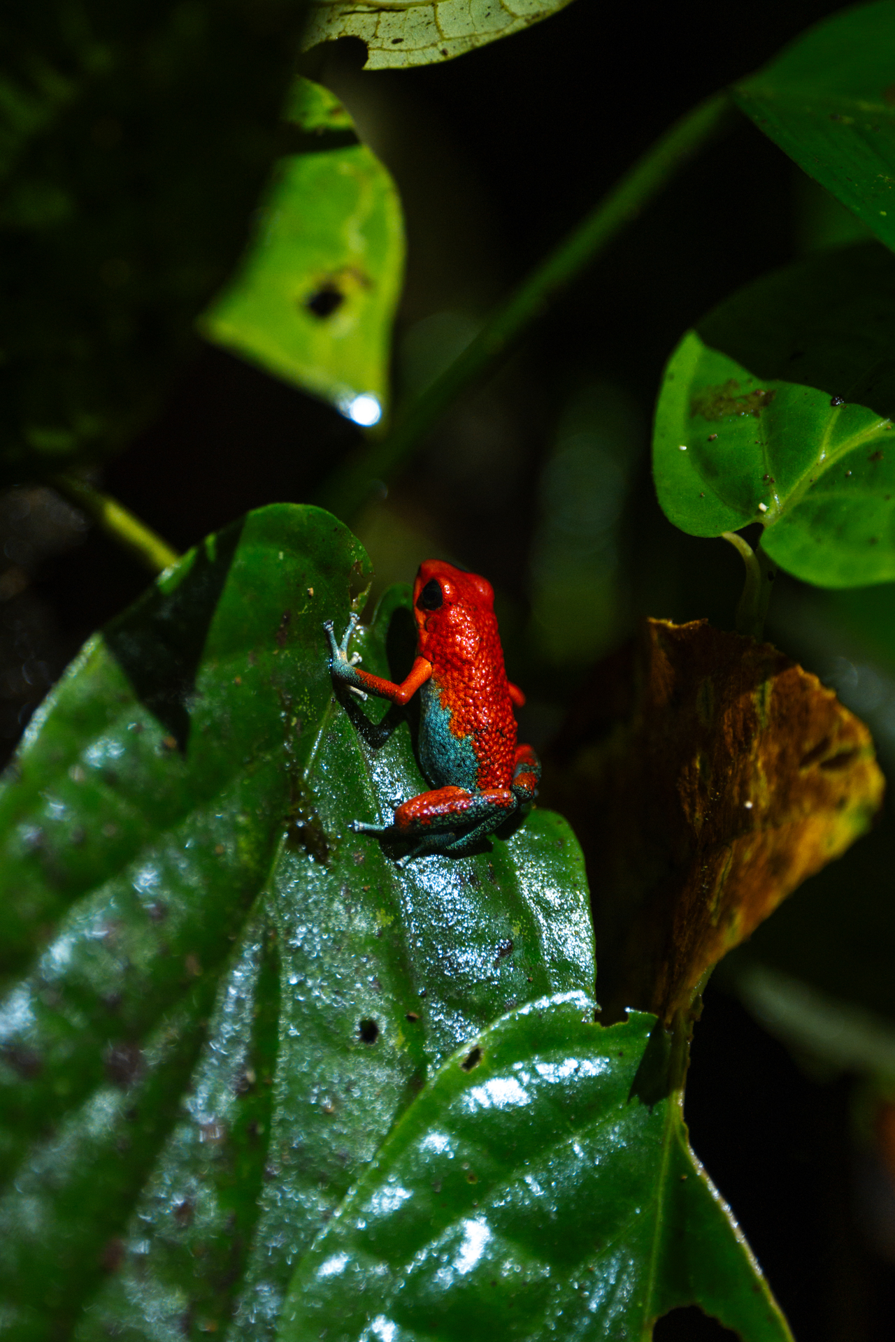 Red poison dart frog on a green leaf in the rainforest of Costa Rica