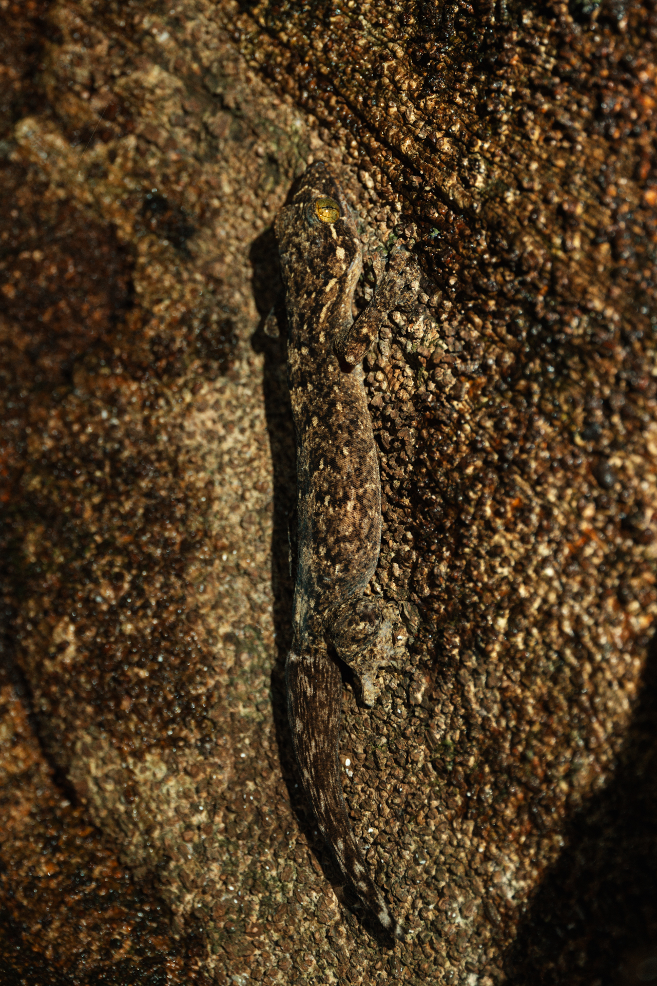 Lizard camouflaged on a tree trunk in Monteverde Costa Rica