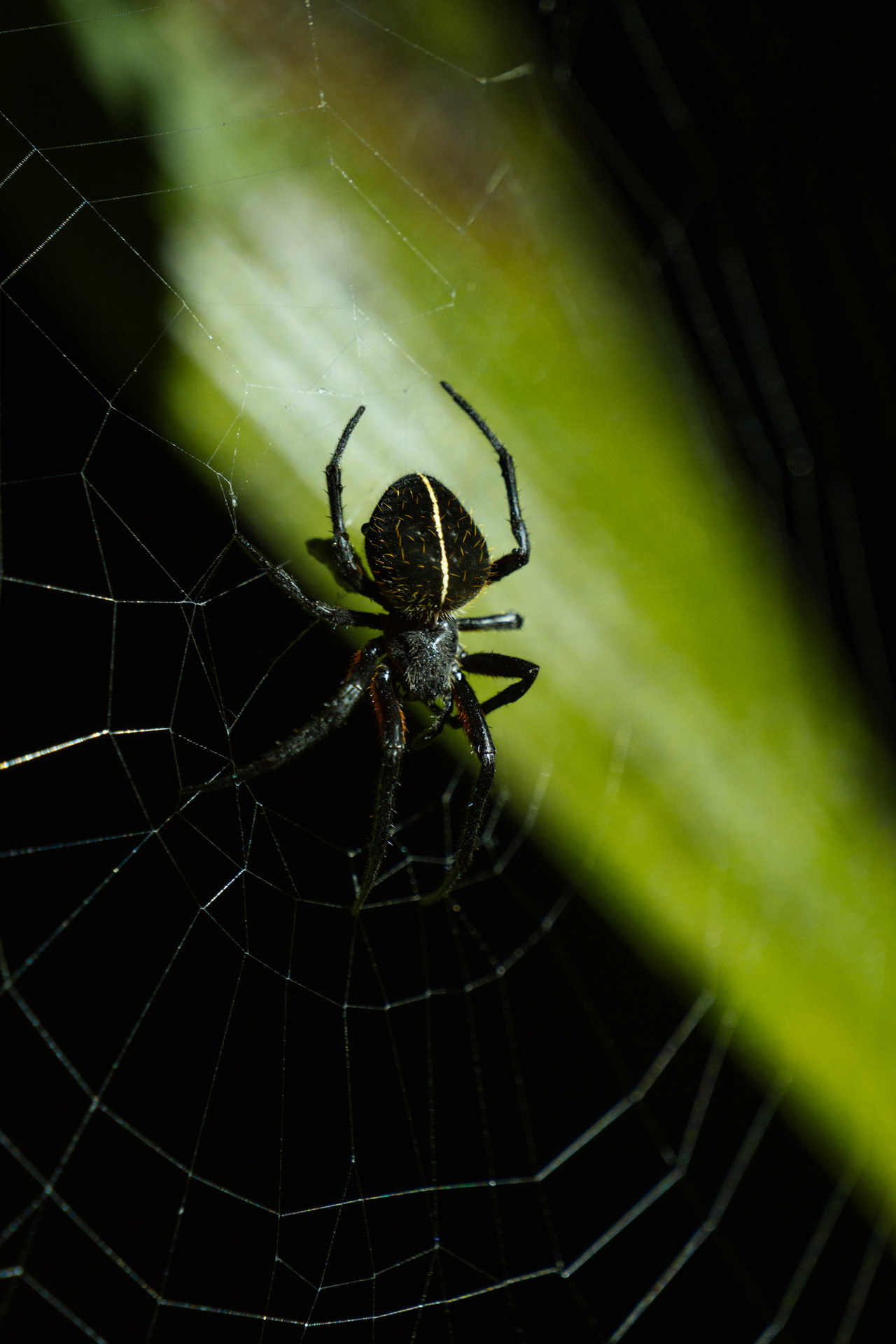 Black spider sitting in its web in the rainforest of Costa Rica