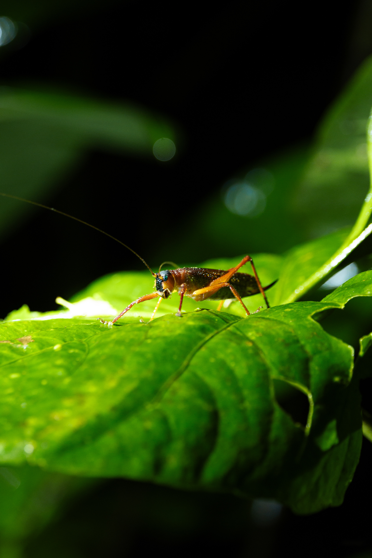 Insect on a green leaf in Monteverde Costa Rica