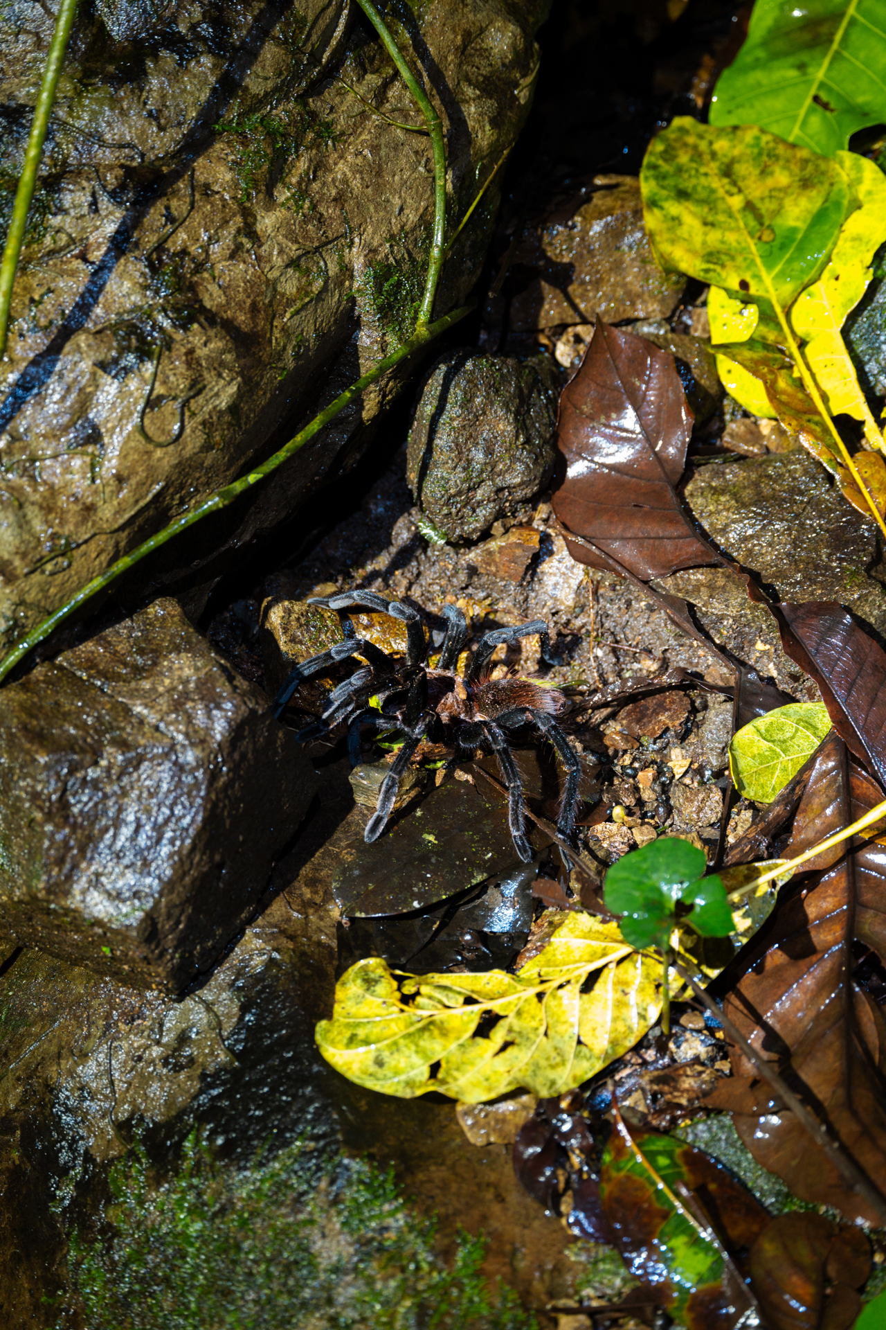 Tarantula on forest floor in Costa Rica rainforest among rocks and fallen leaves.