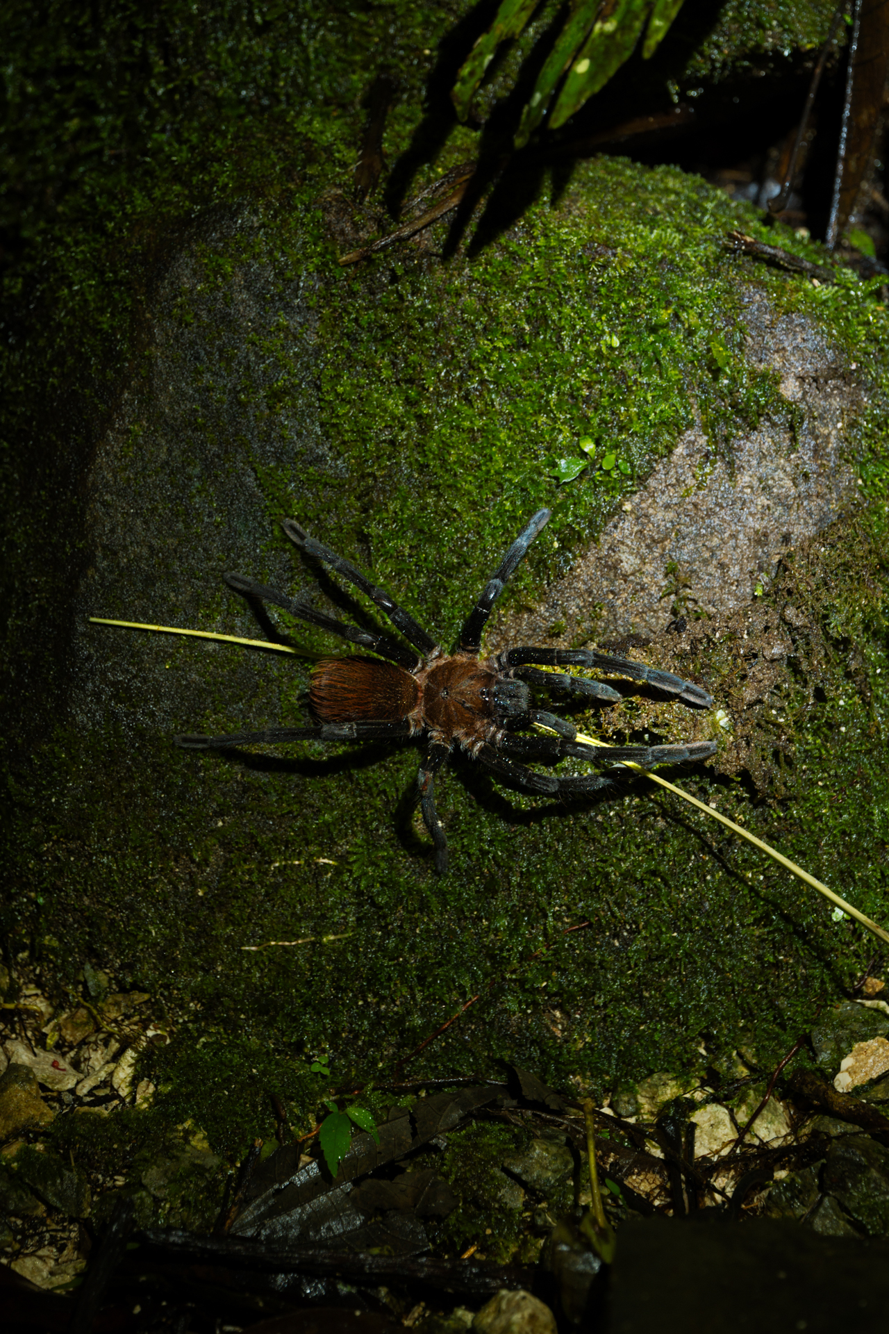 Tarantula on a mossy rock in Monteverde Costa Rica