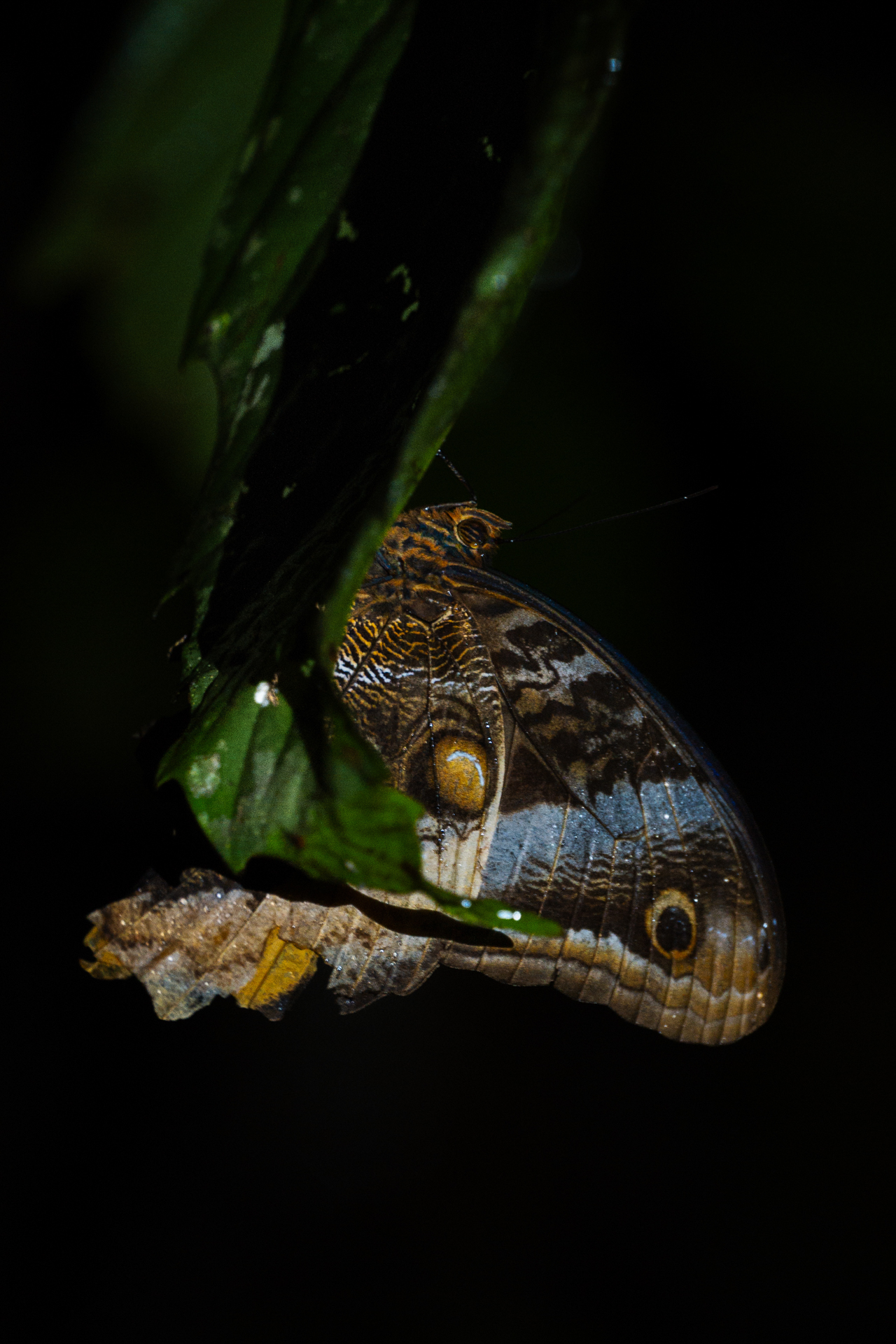 Tropical owl butterfly on a leaf in rainforest