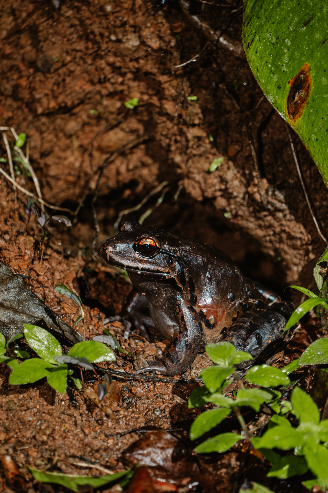 Brown rainforest frog in Costa Rica jungle sitting on muddy ground with green foliage.