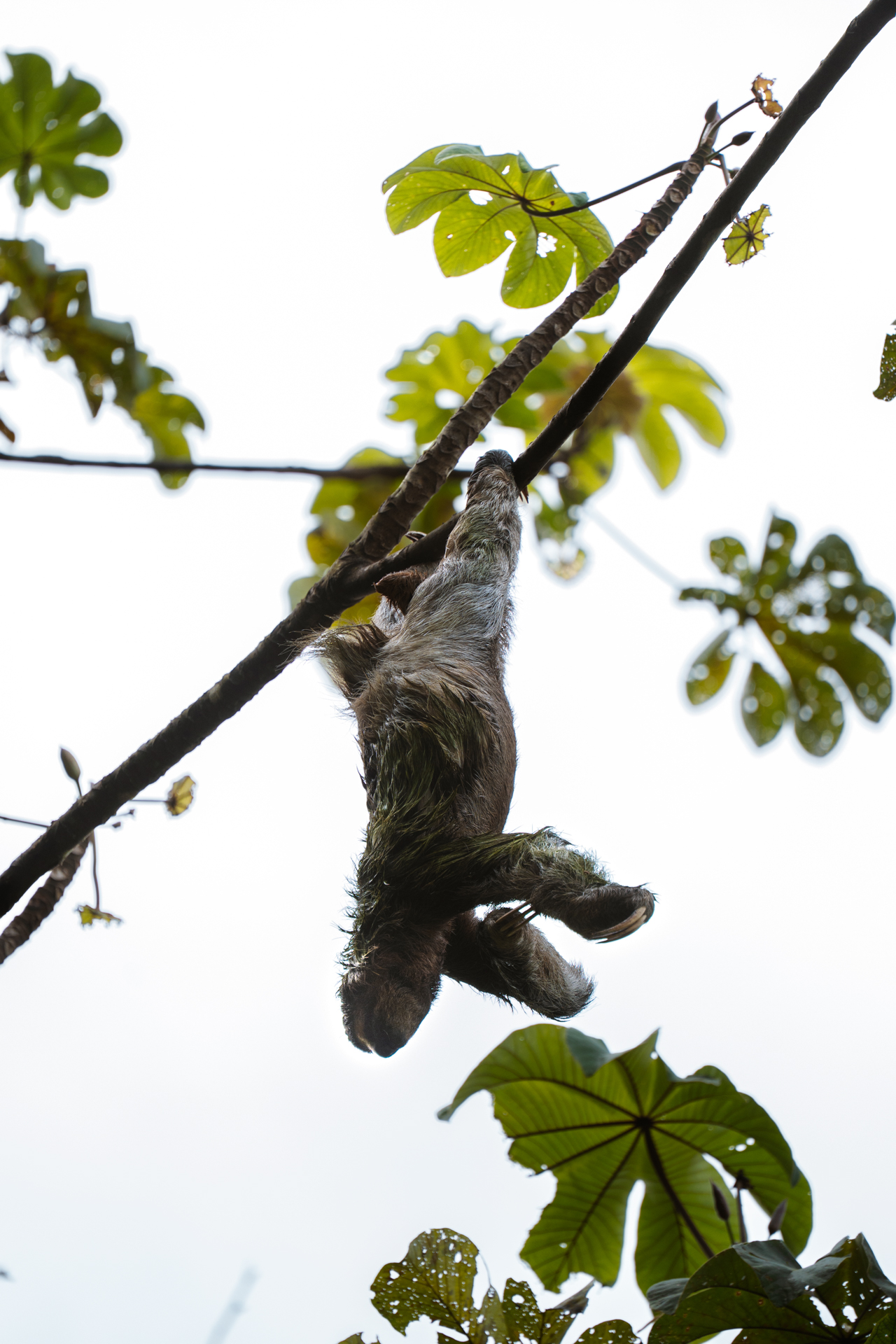 A sloth hanging from a tree in Costa Rica