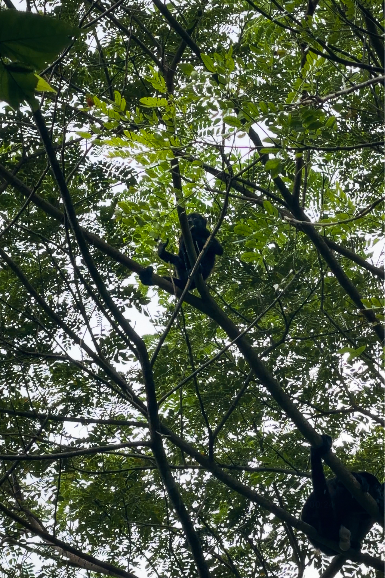 Monkeys in the jungle canopy in Santa Teresa, Costa Rica surrounded by lush tropical foliage Santa Teresa